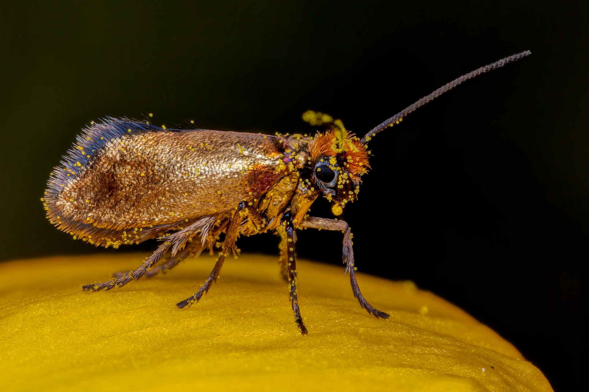 https://www.ukmoths.org.uk/species/micropterix-calthella/