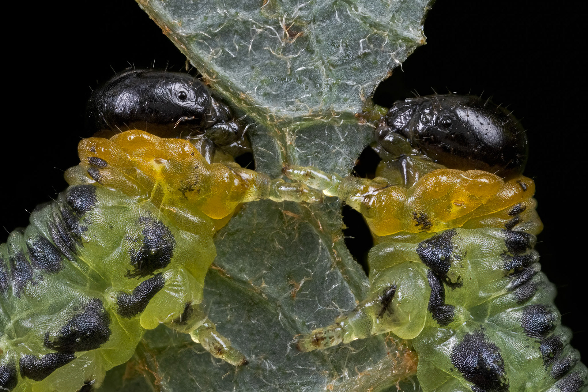 Two Hazel Sawfly Larva