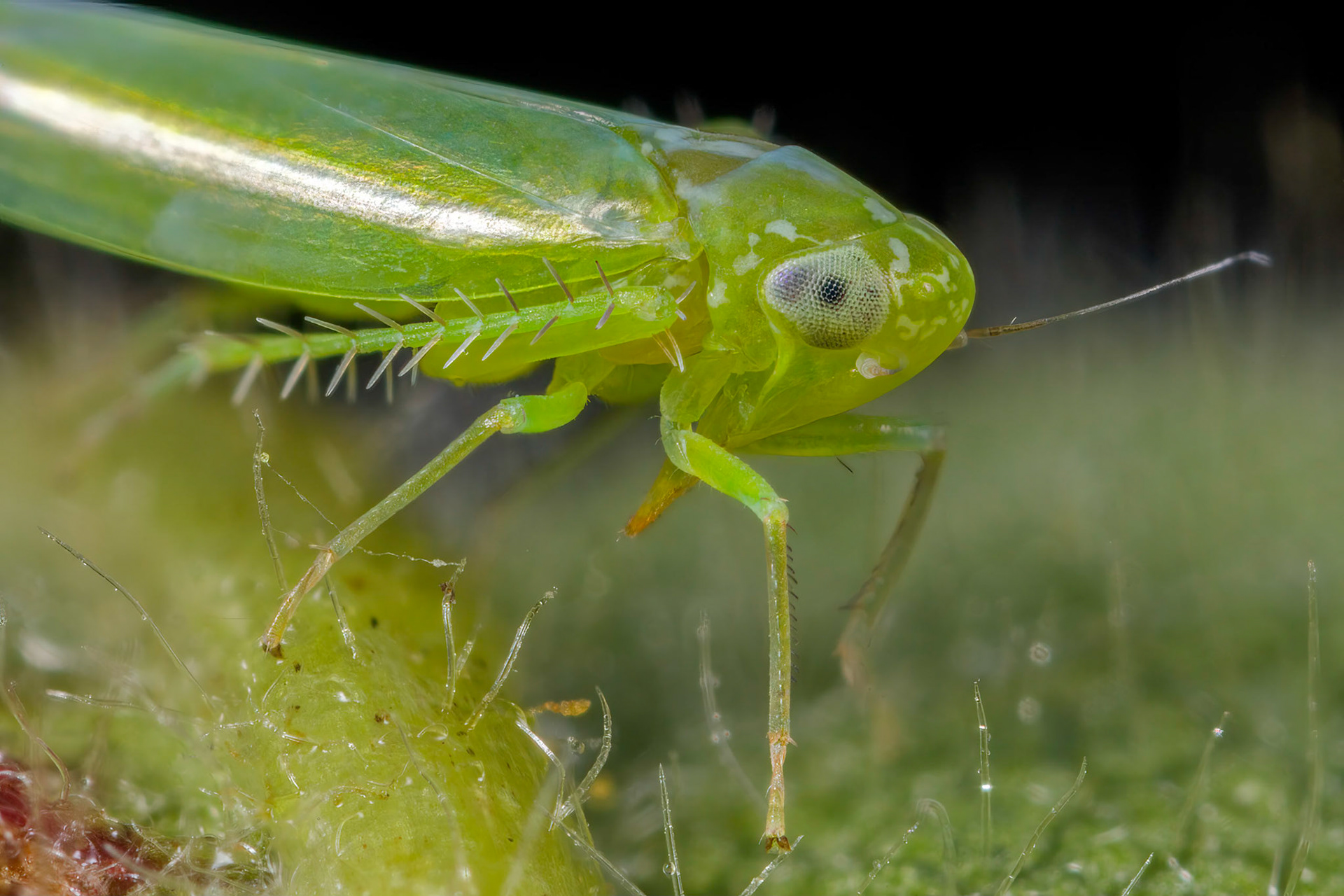Leafhopper (Empoasca vitis)