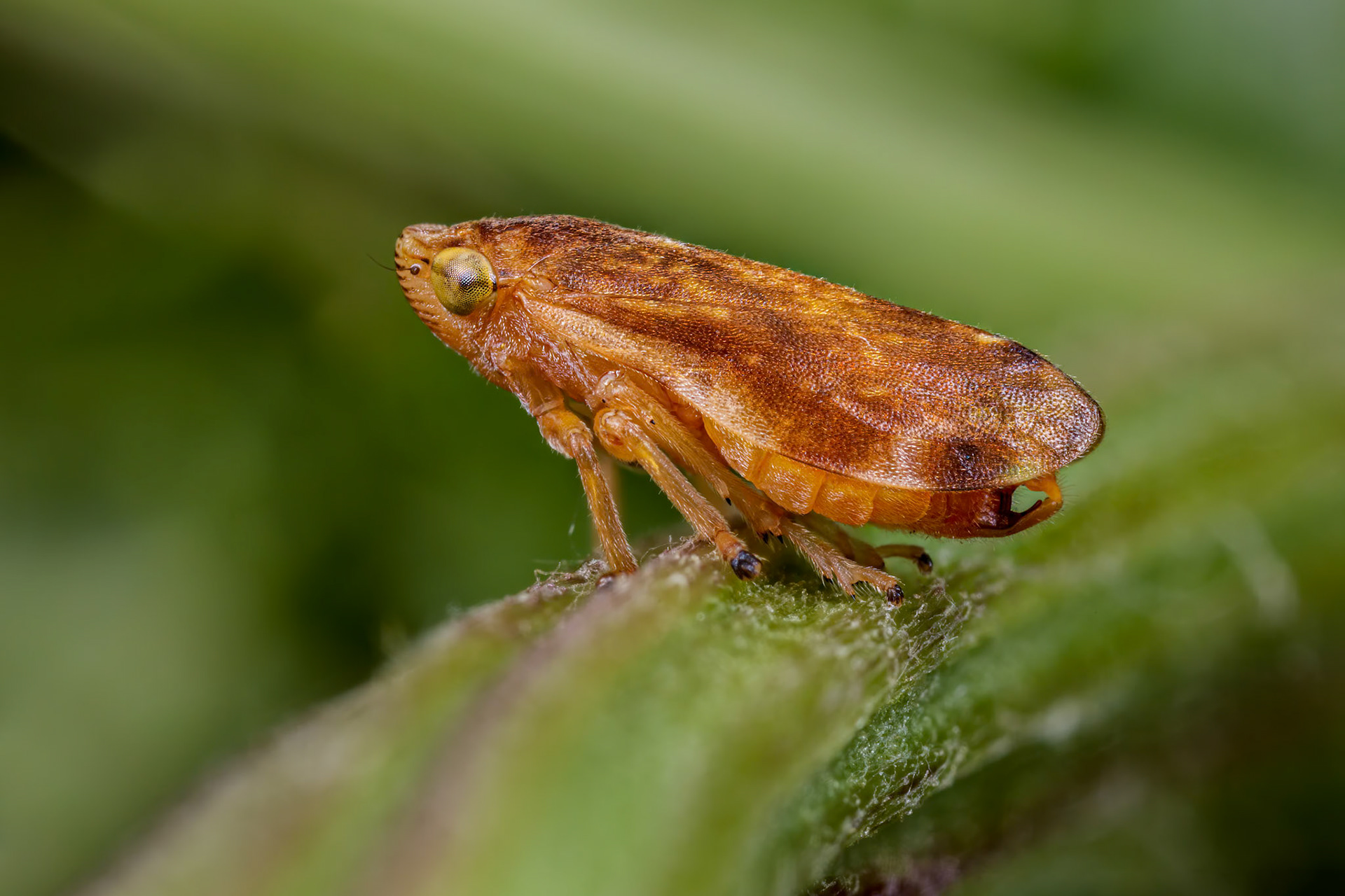 Common Froghopper (Philaenus spumarius)