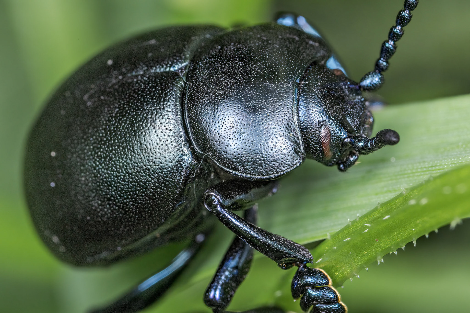 Bloody-nosed Beetle (Timarcha tenebricosa)