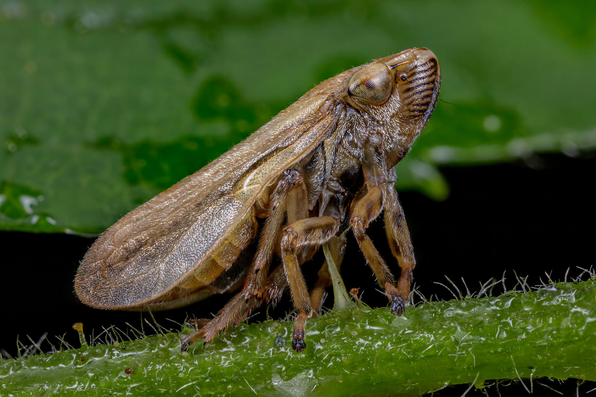 Common Froghopper (Philaenus spumarius)