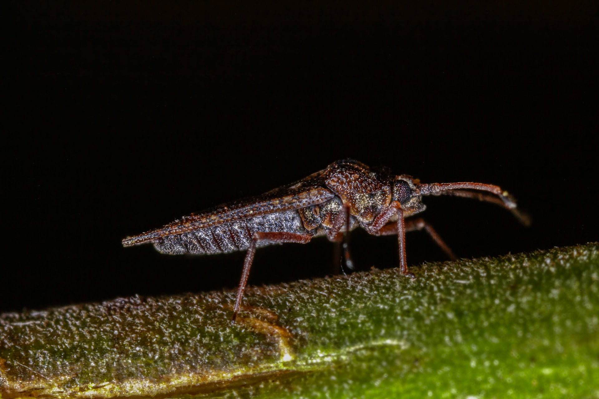 Physatocheila dumetorum