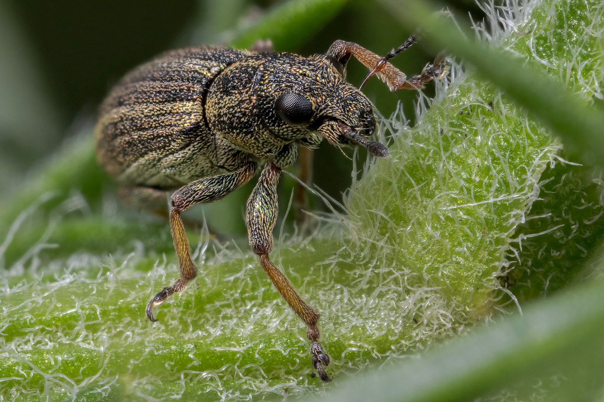  Pea-leaf Weevil (Sitona lineatus)