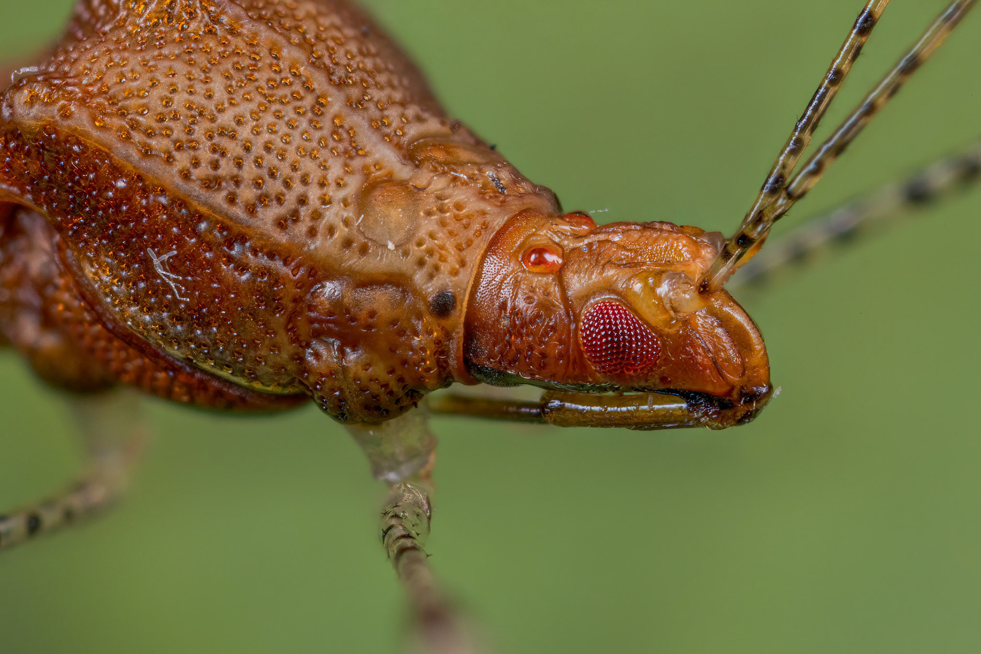 Stilt Bug (Metatropis rufescens)