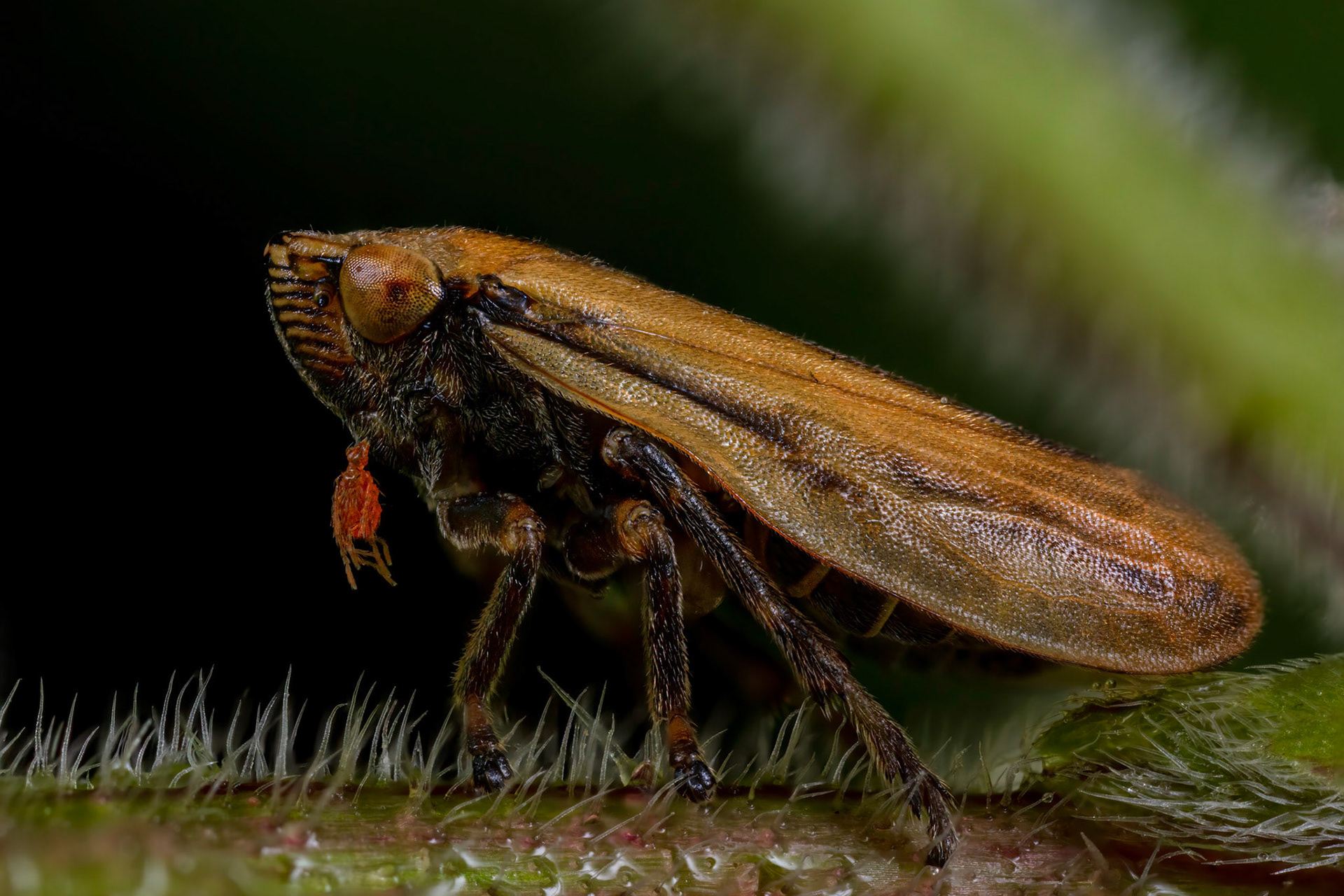 Common Froghopper (Philaenus spumarius)
