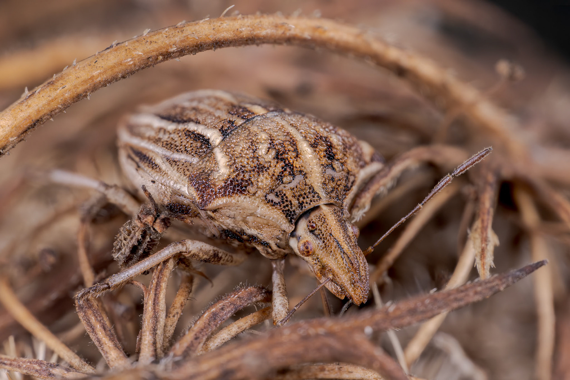European Striped Shield Bug (Graphosoma italicum)