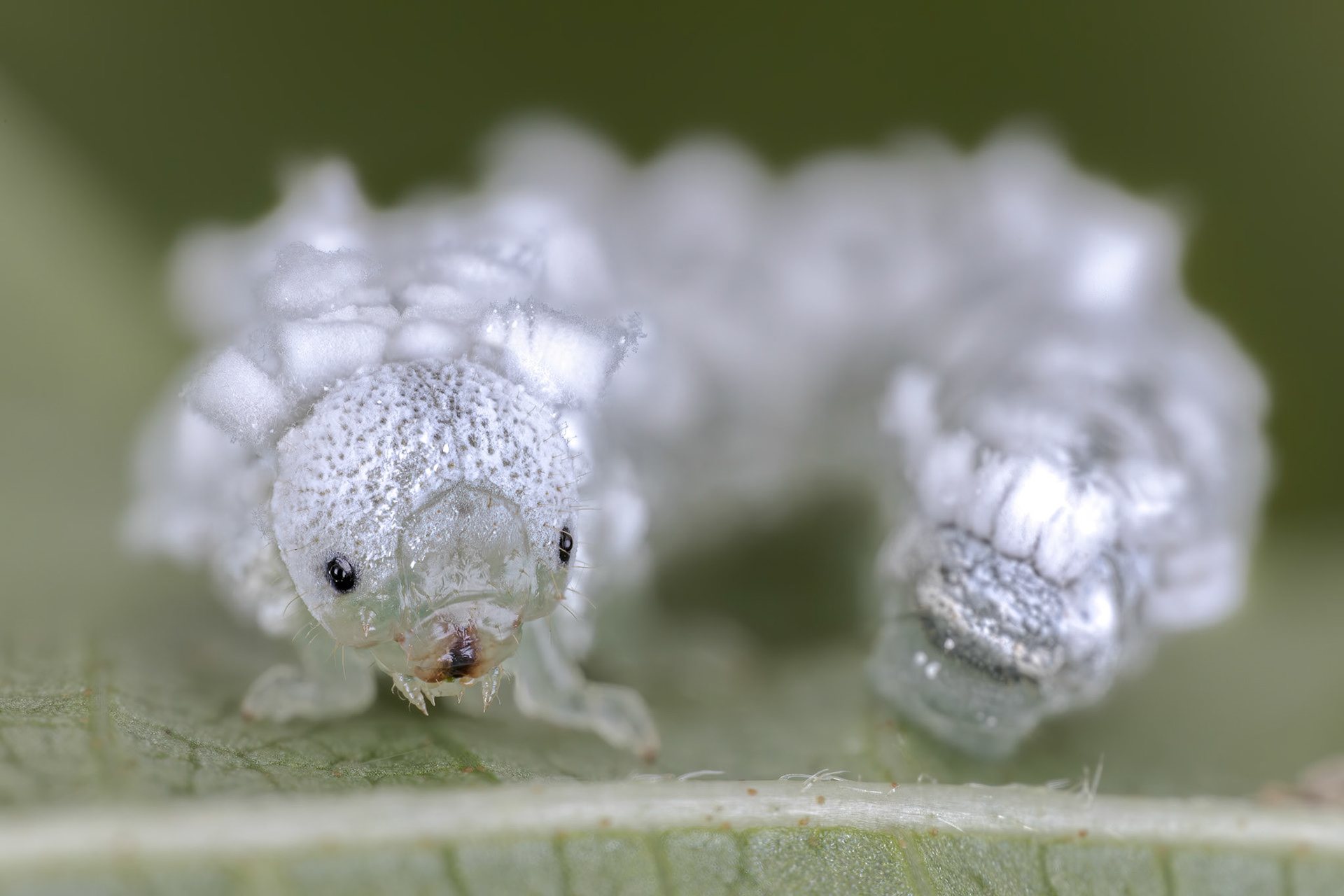 Woolly Alder Sawfly (Eriocampa ovata)