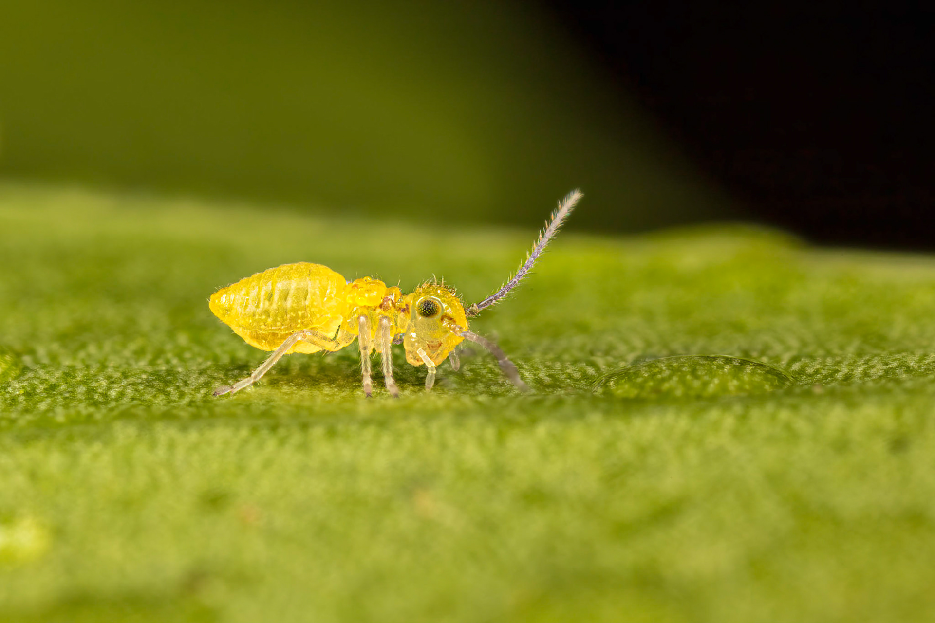 Barkfly Nymph