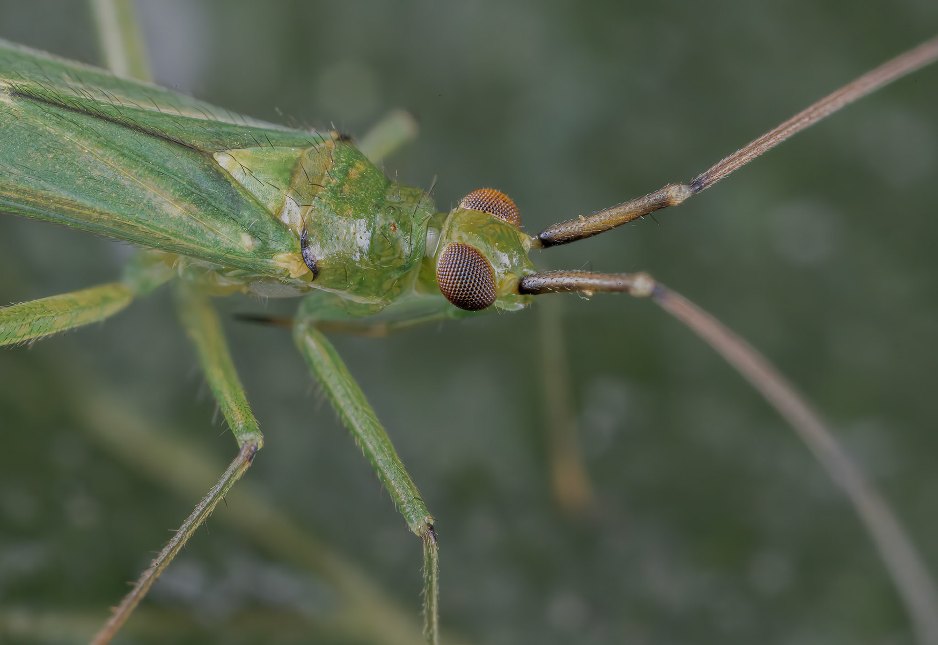 Black Kneed Capsid (Blepharidopterus angulatus)