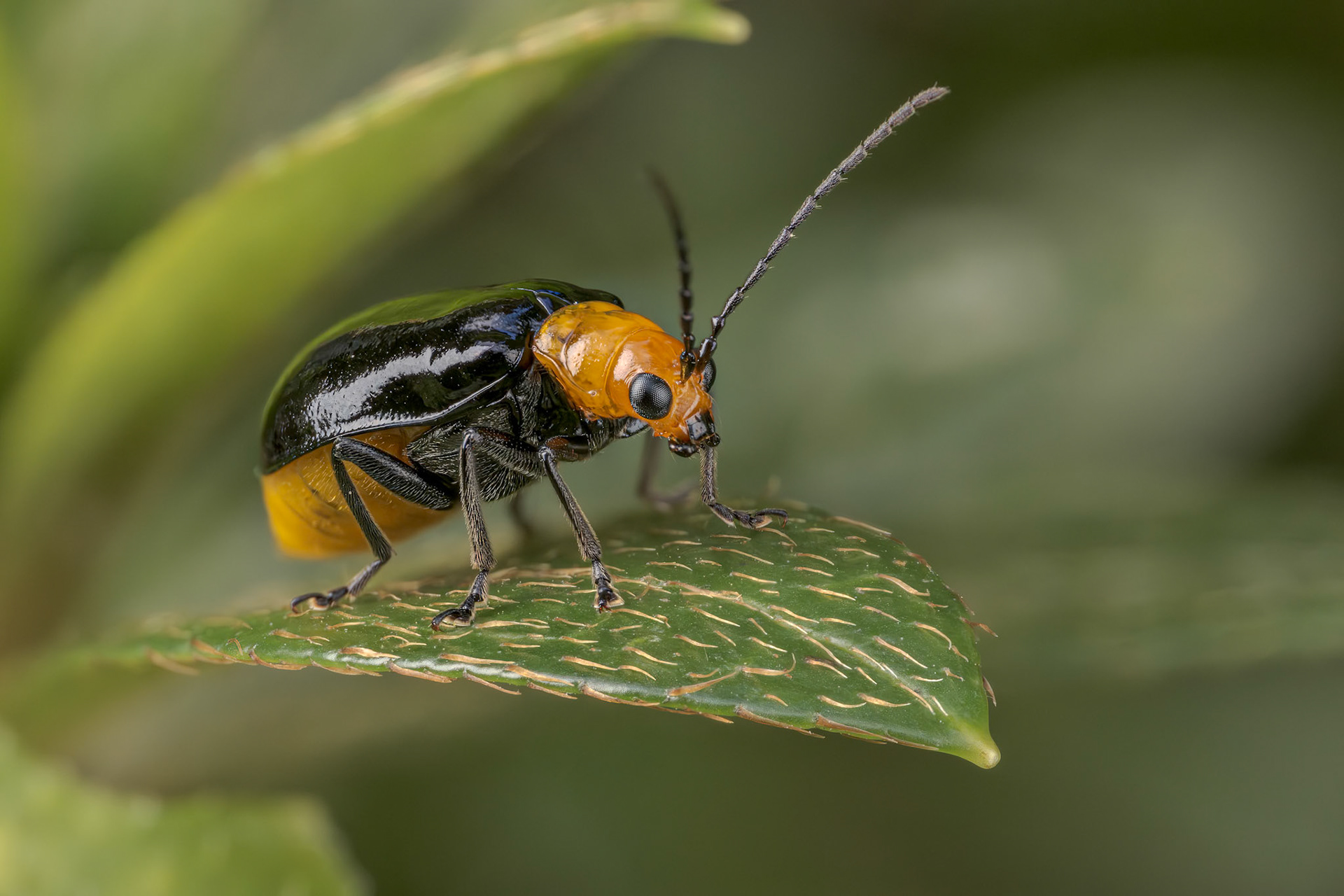 Skeletonizing Leaf Beetle(Aulacophora nigripennis)