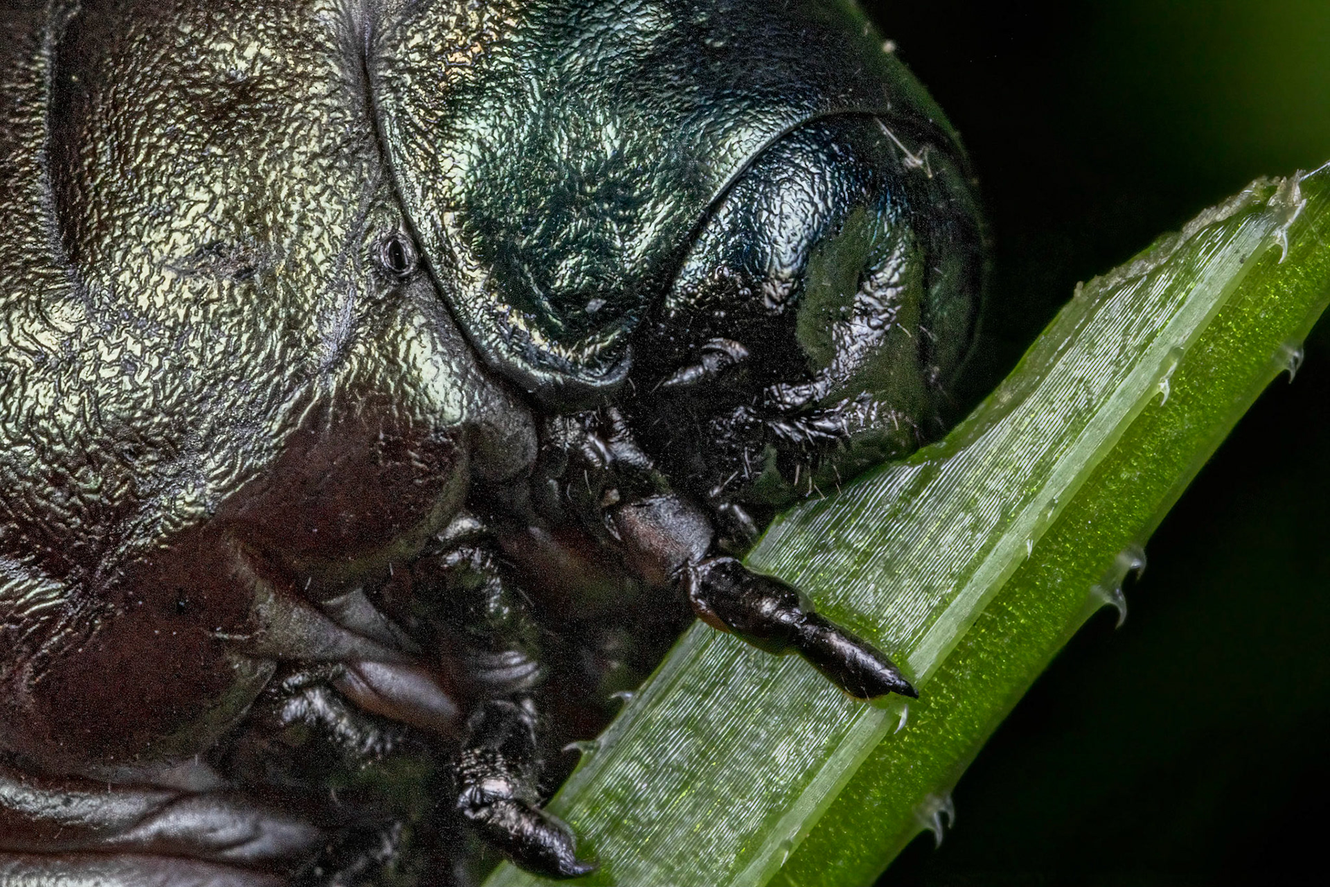 Bloody-Nosed Beetle Nymph (Timarcha tenebricosa)