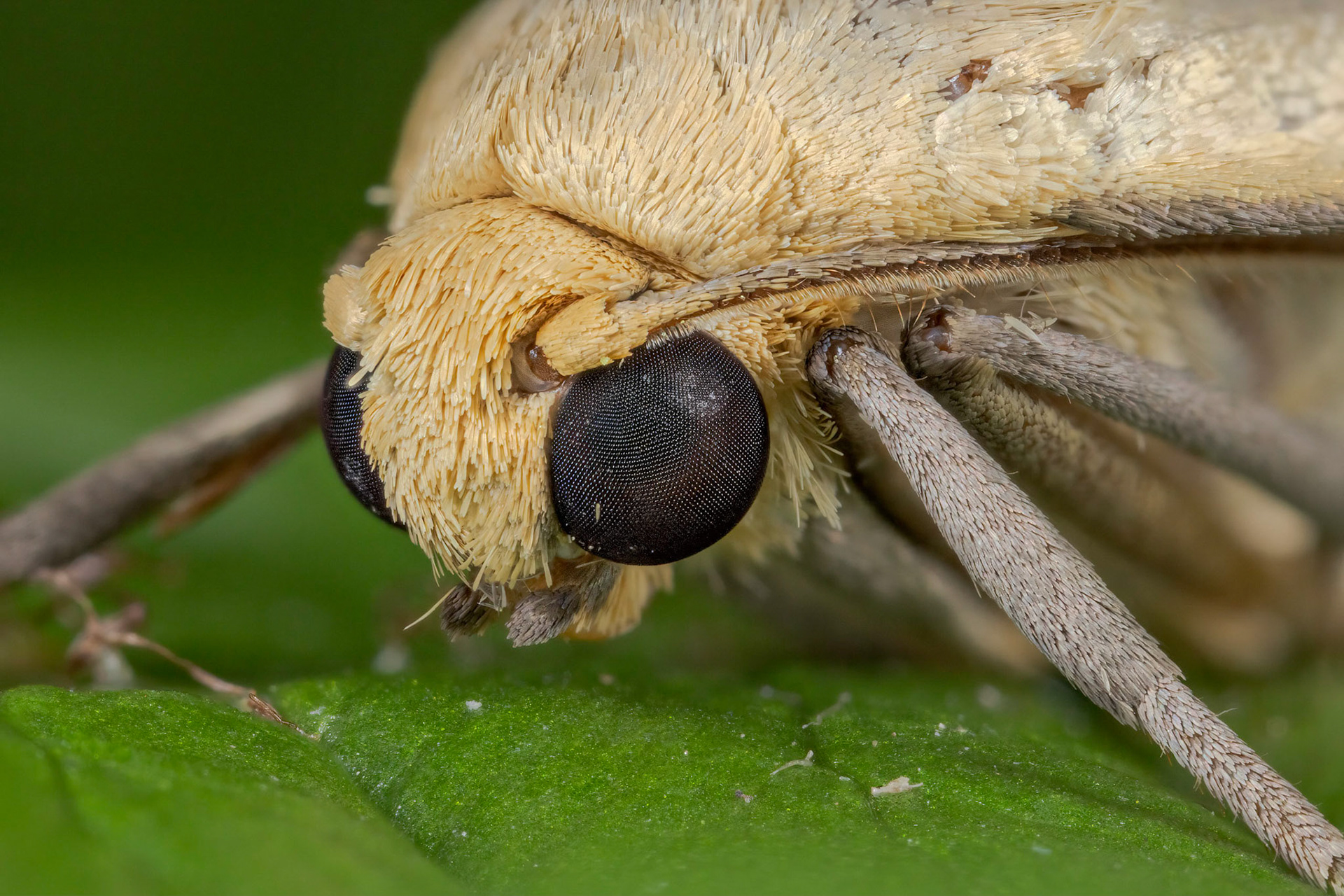 Photo Stack: 17Crop: 2x3Magnification: 8xDingy Footman Eilema griseolaWingspan 32-40 mm.Several of the Eilema species can be difficult to tell apart, but this moth has broader, more rounded forewings than many of the others. It can be quite greyish, but a yellowish form, ab. straminola does occur in places.It flies in July and August, and can be found around damp woodland, fens and sea-cliffs.It is fairly common in the southern half of England and Wales, and feeds on various lichens.https://www.ukmoths.org.uk/species/eilema-griseola/ab-stramineola/