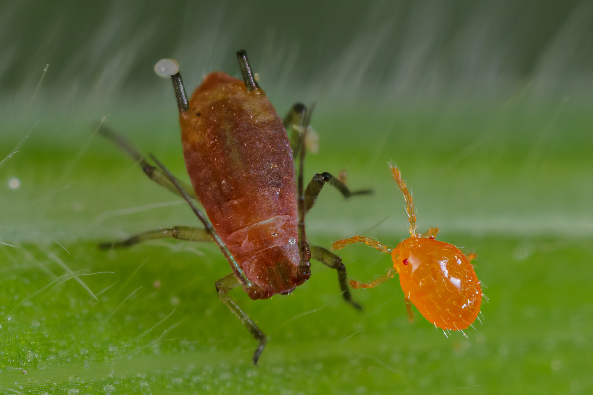 Aphid Nymph (Macrosiphum Rosae)