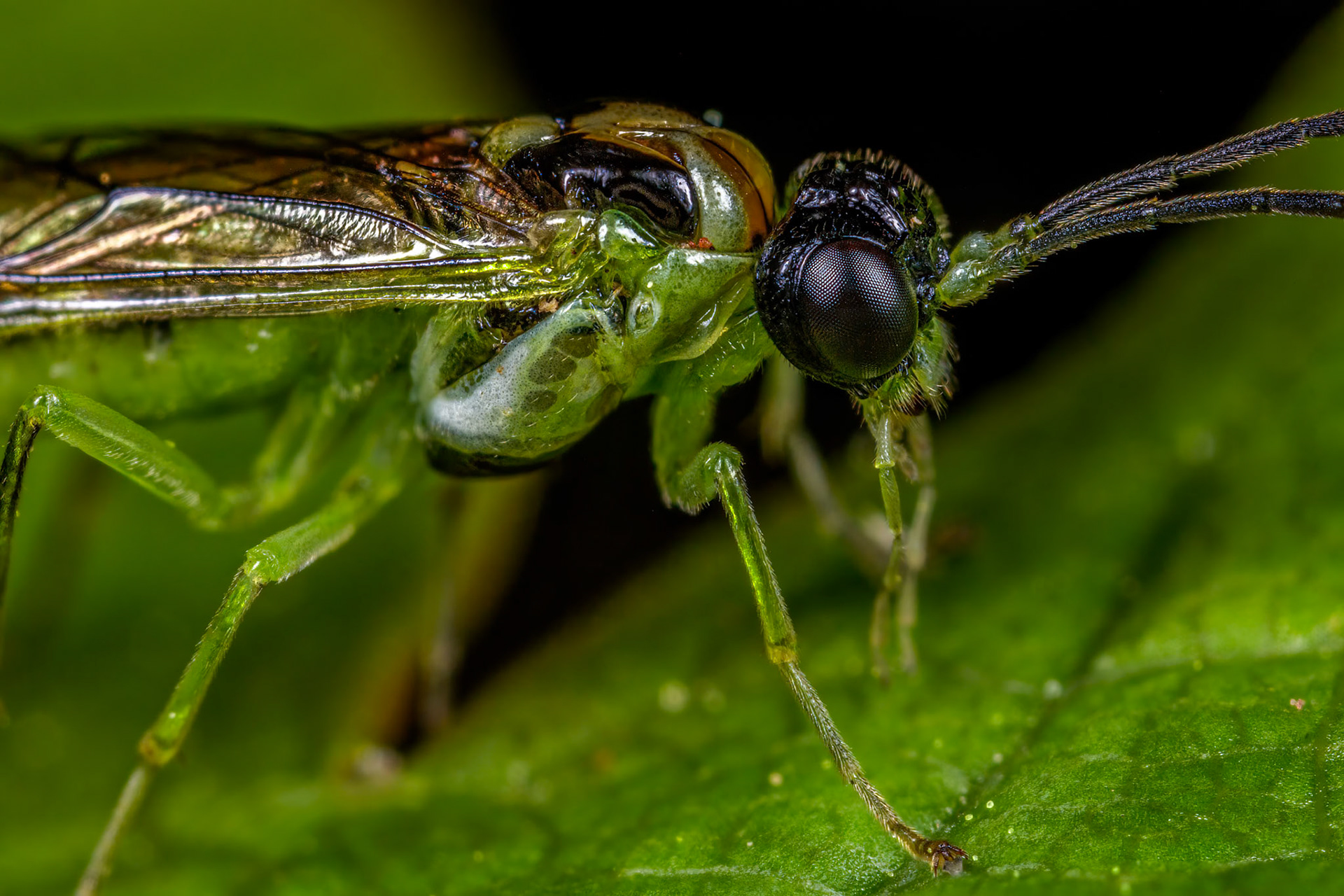 Sawfly (Stromboceros delicatulus)