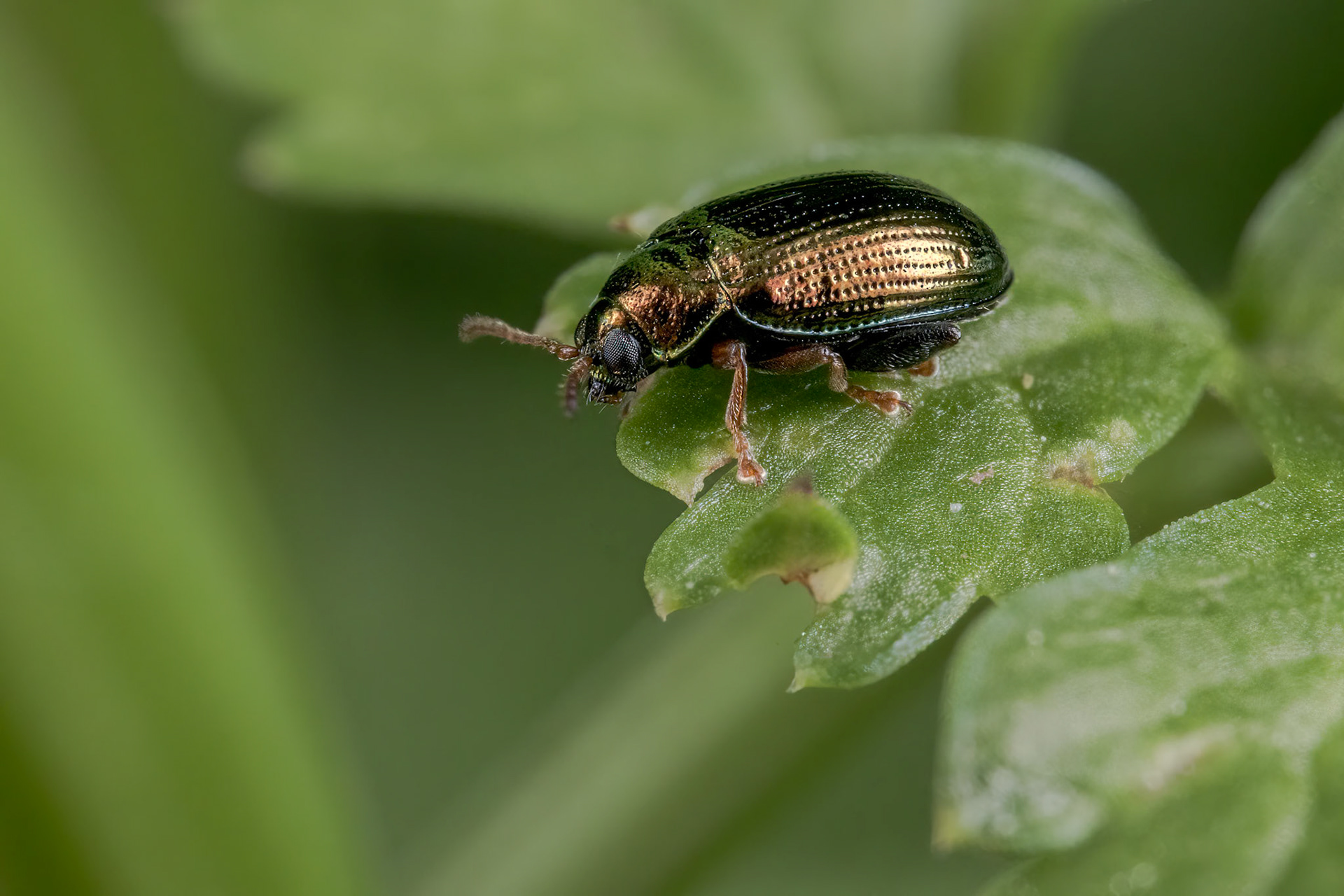 Leaf Beetle (Crepidodera aurea)