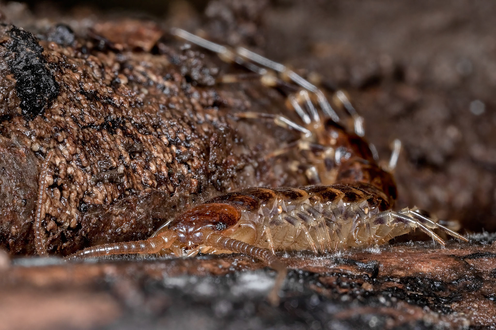 Banded Centipede (Lithobius variegatus)