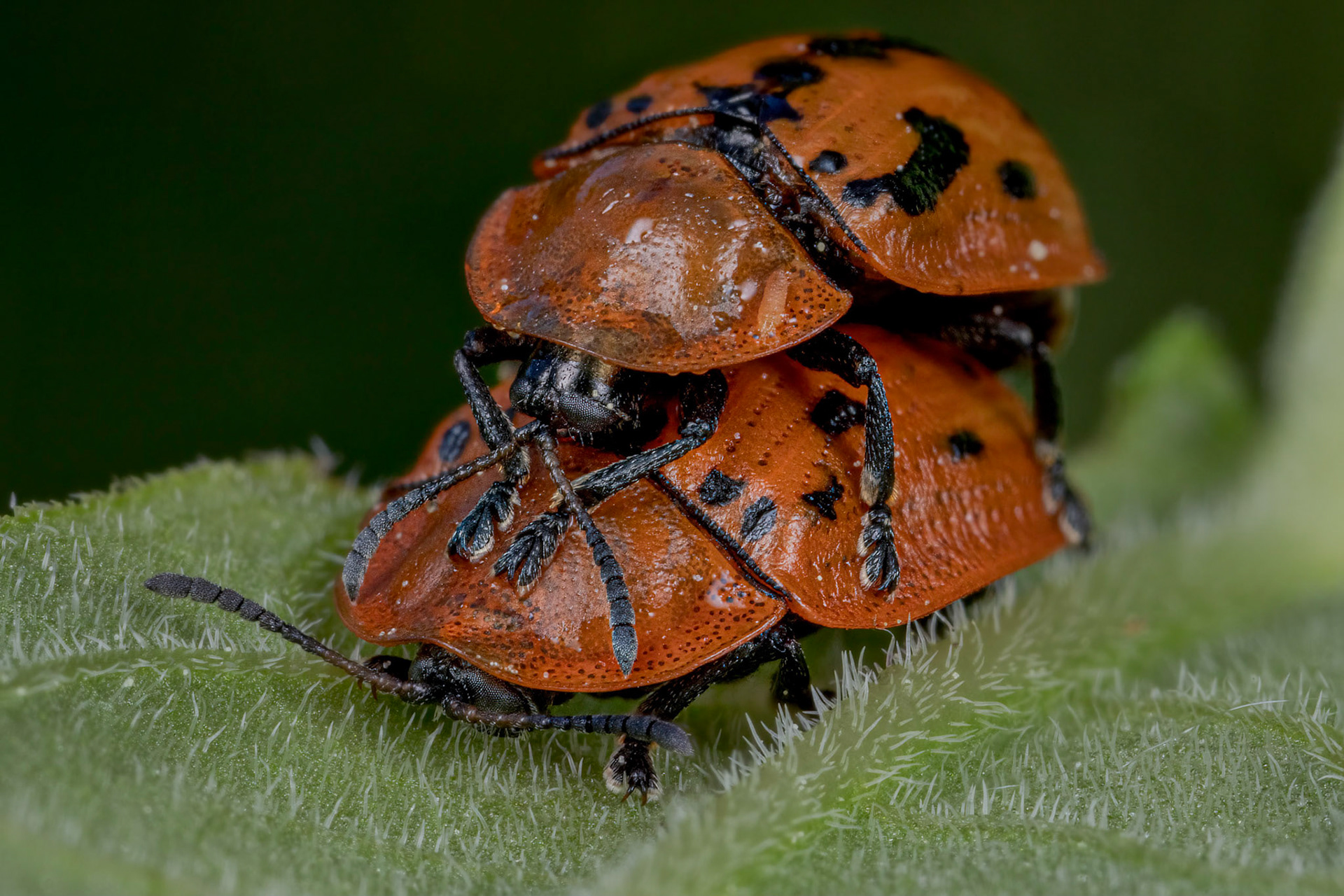 Fleabane Tortoise Beetle (Cassida murraea)