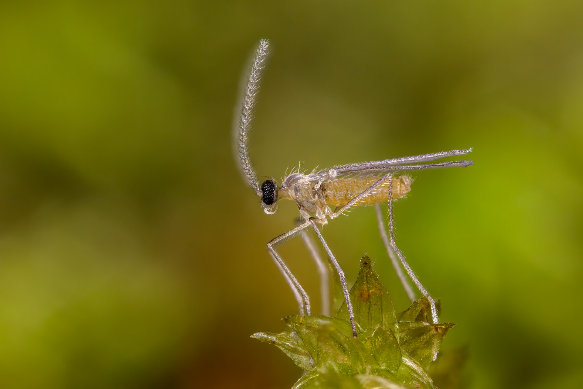 Gall Midge (Cecidomyiidae)