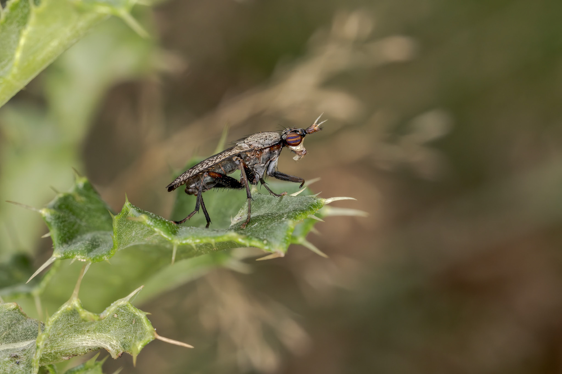 Sieve-winged Snailkiller (Coremacera marginata)