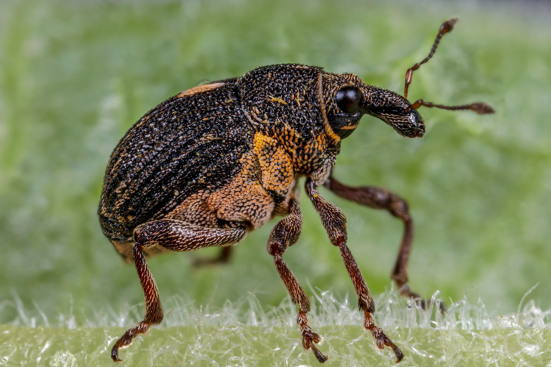 Rhinoncus pericarpius