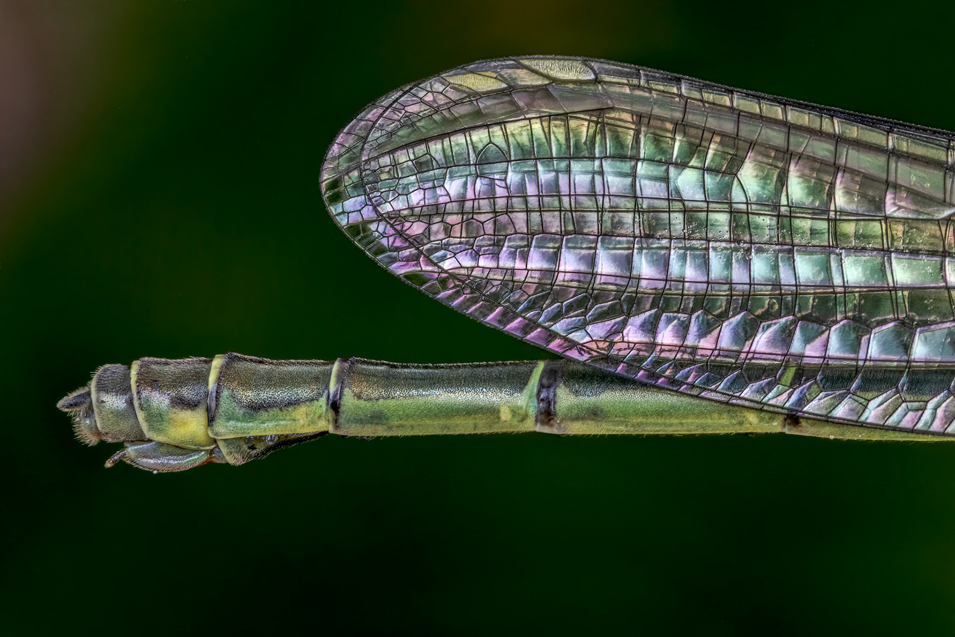 Willow Emerald Damselfly (Chalcolestes viridis)