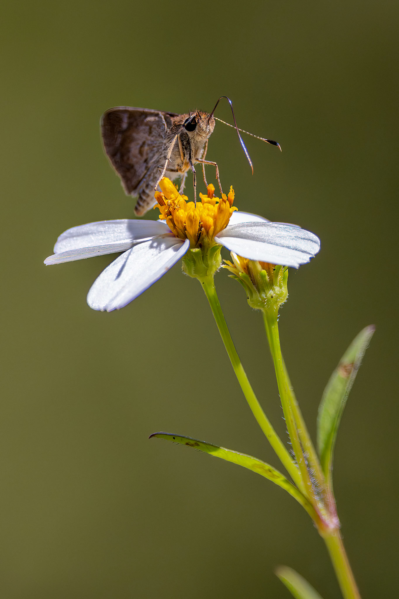 Skipper (Hesperiidae)