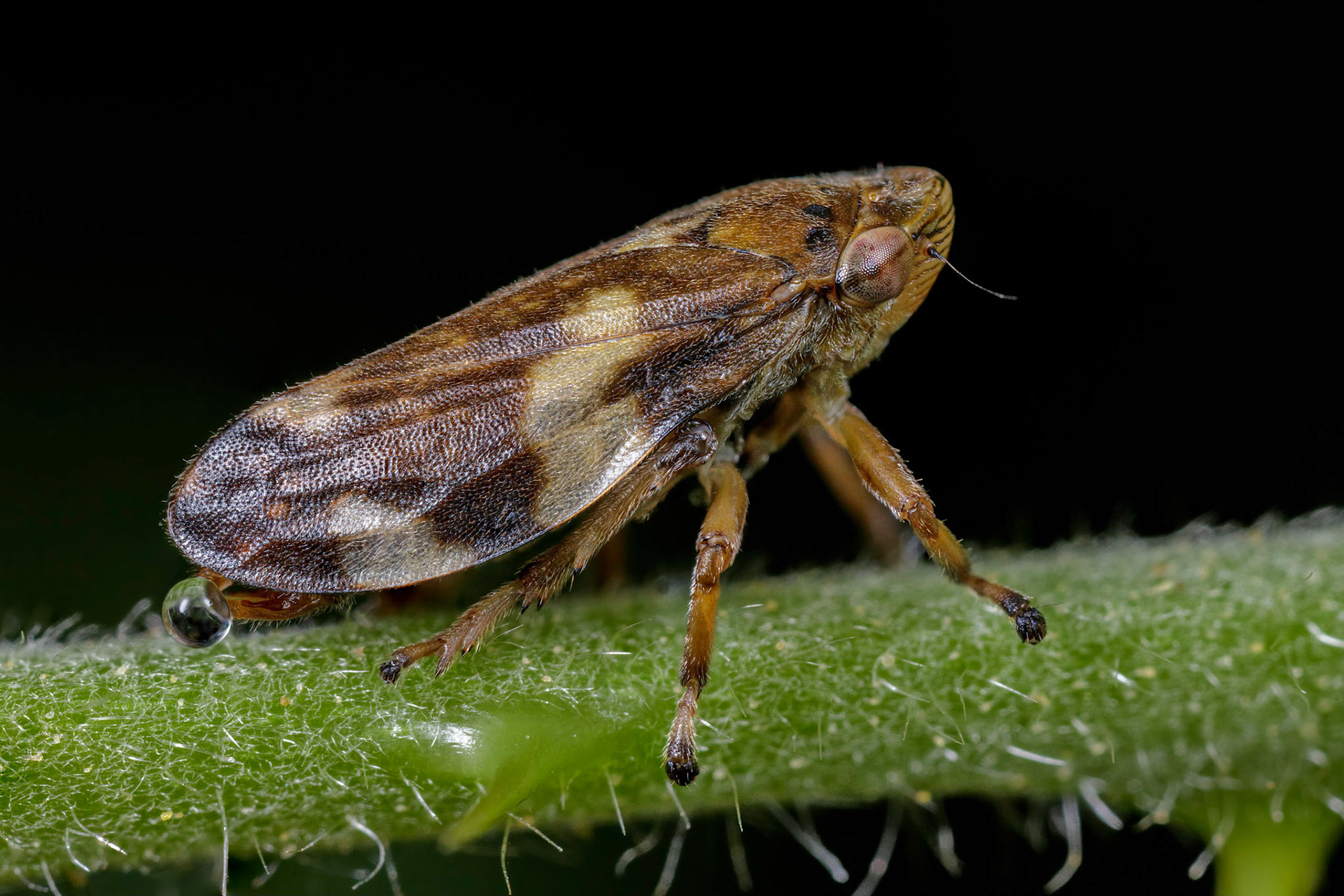 Common Froghopper (Philaenus spumarius)