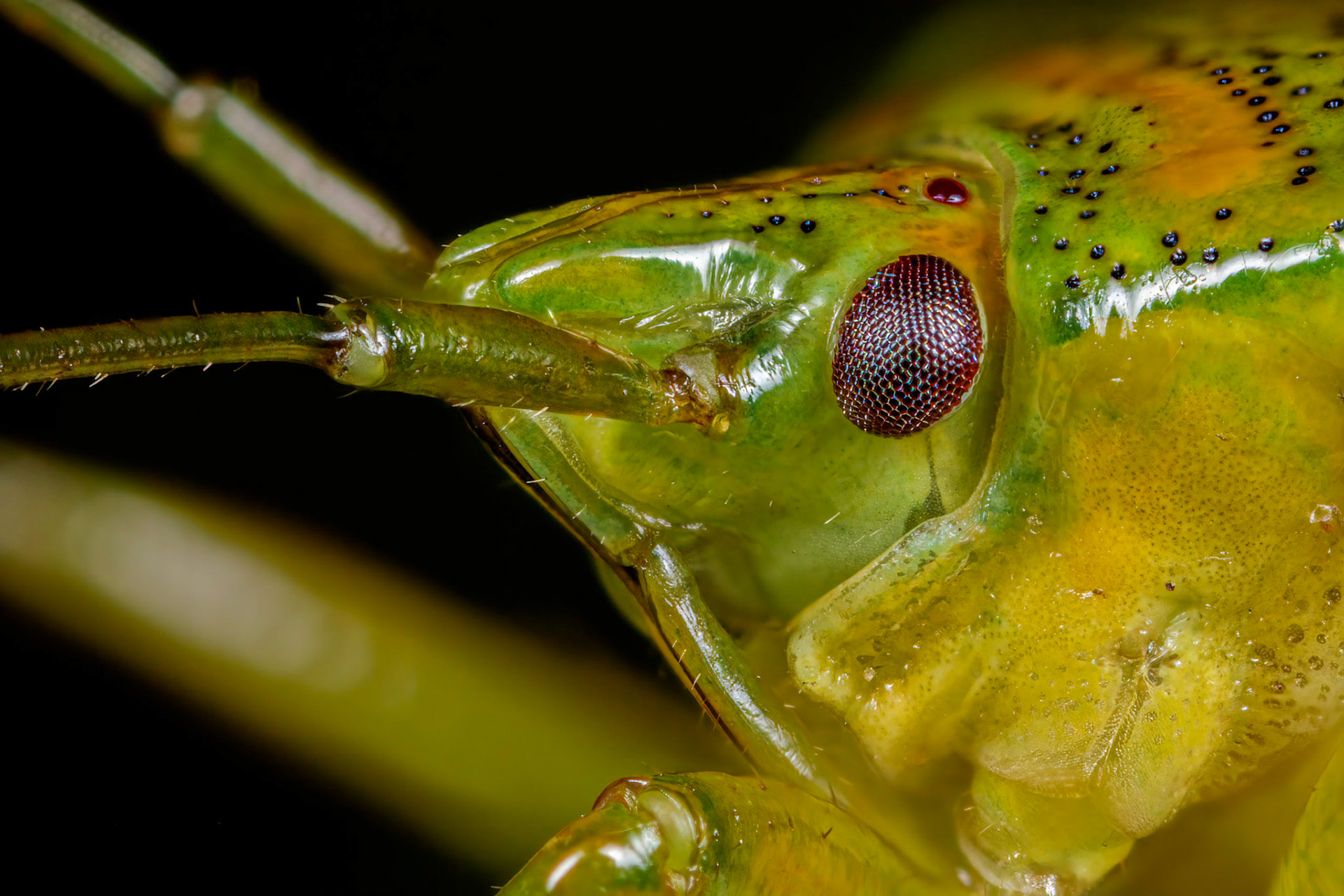 Birch Shieldbug (Elasmostethus interstinctus)