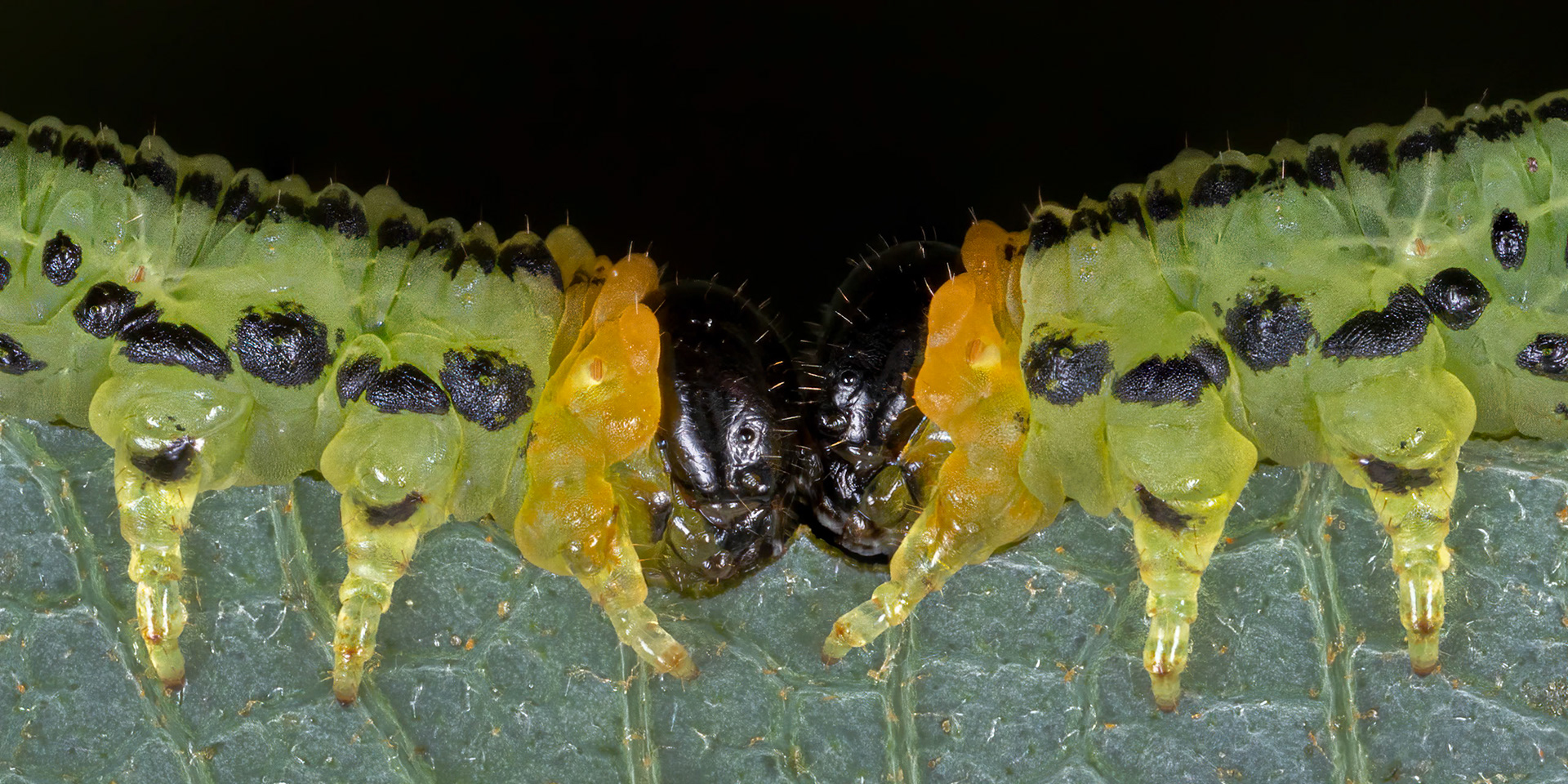 Hazel Sawfly Larva (Nematus septentrionalis)