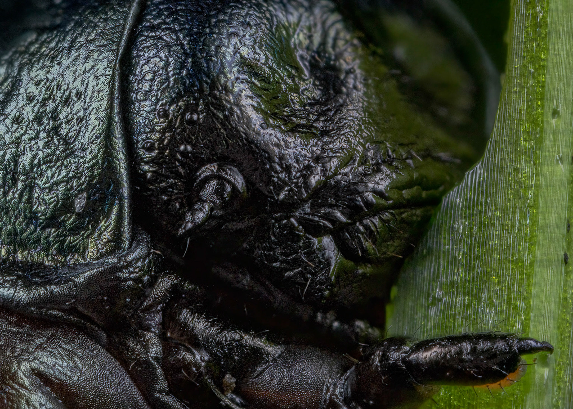 Bloody-Nosed Beetle Nymph (Timarcha tenebricosa)