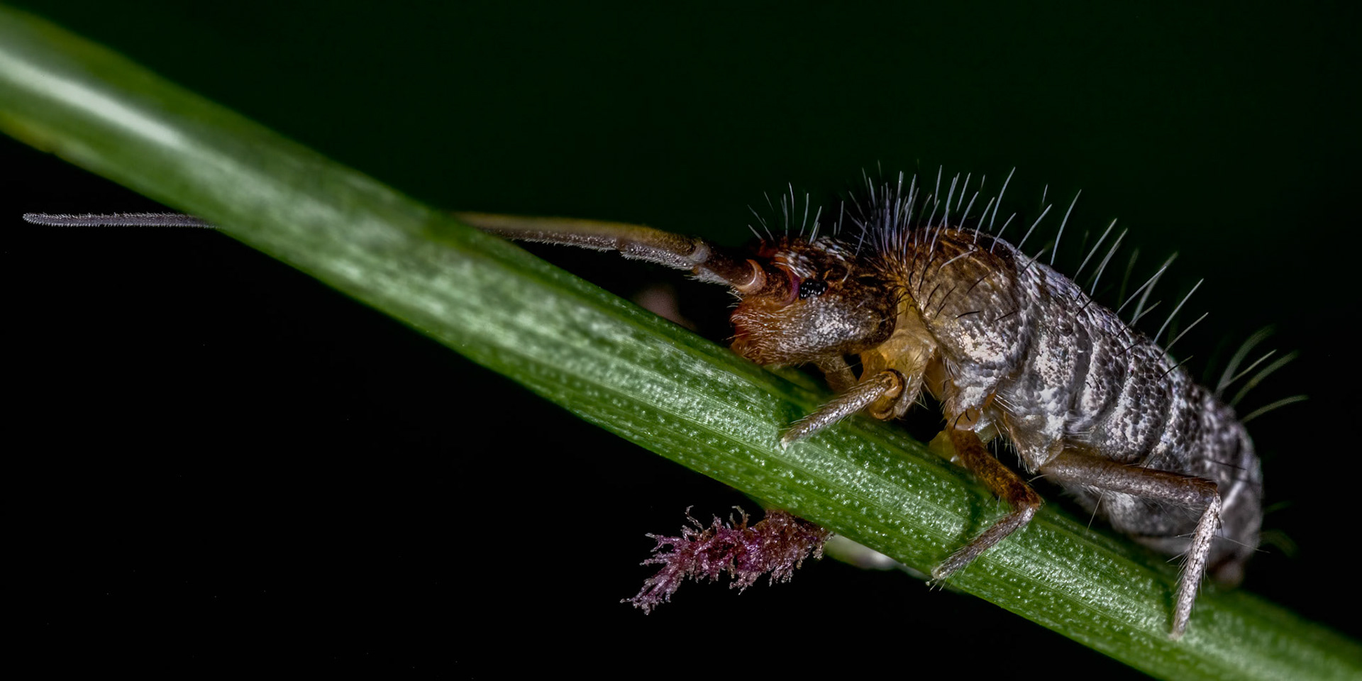 Springtail (Tomoceridae)