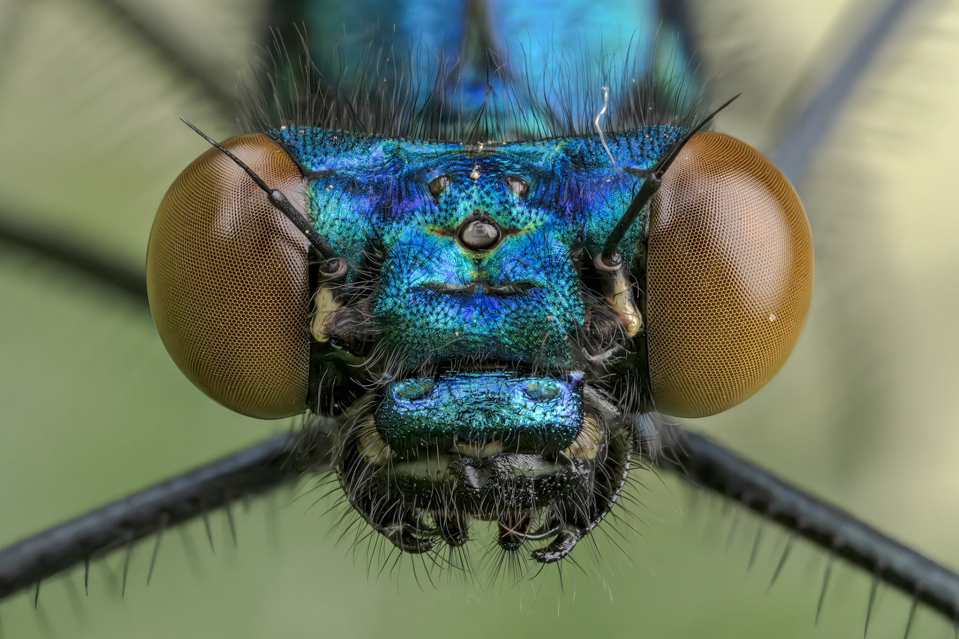 Beautiful Demoiselle (Calopteryx virgo)