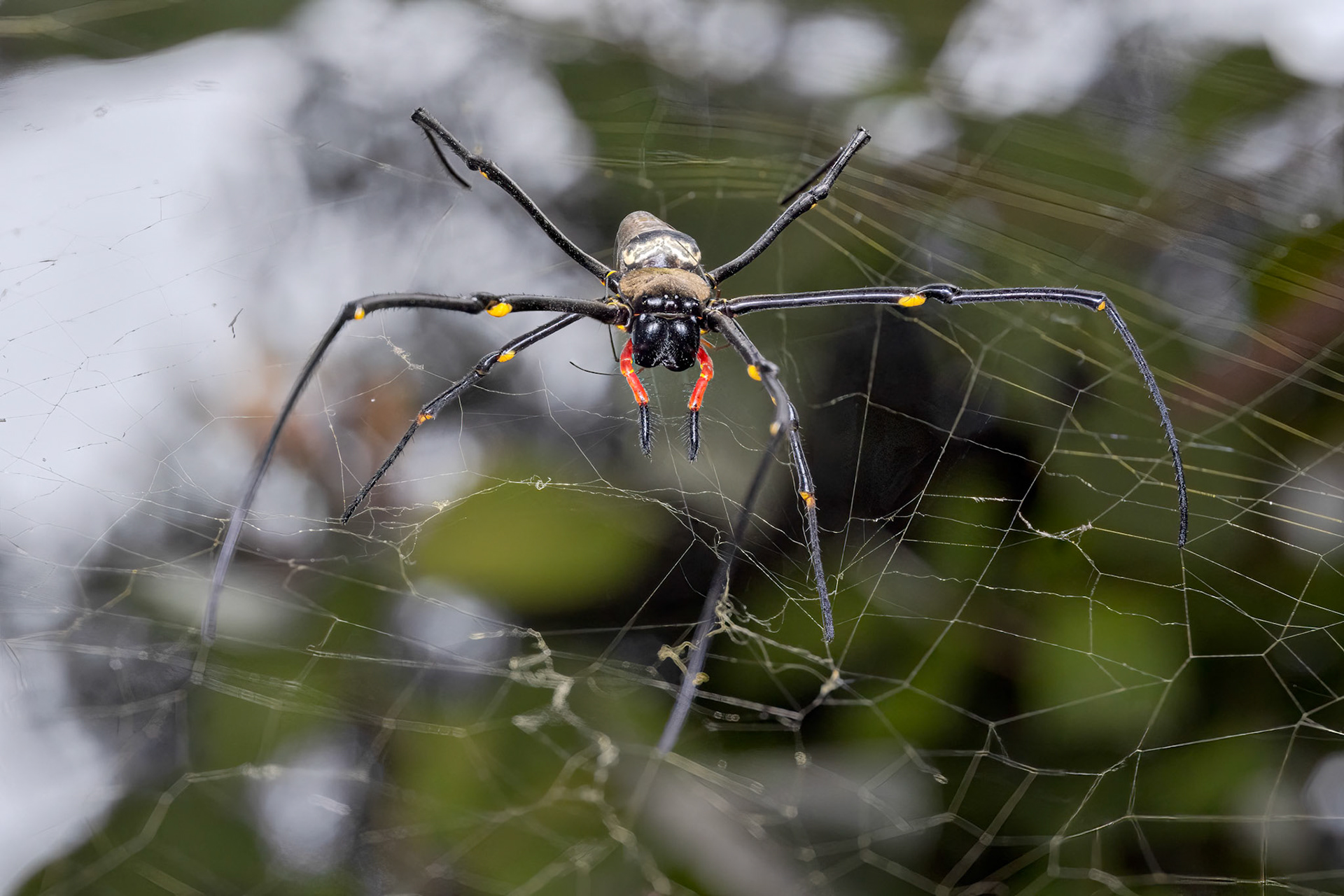 Giant Golden Orbweaver (Nephila pilipes)