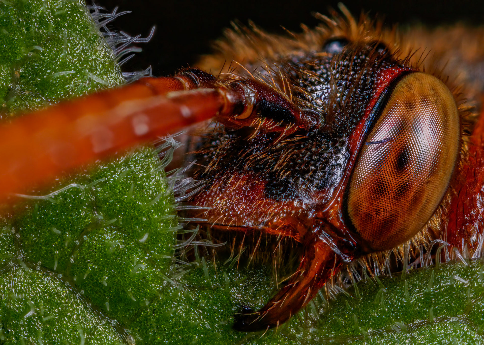 European hornet (Vespa crabro)