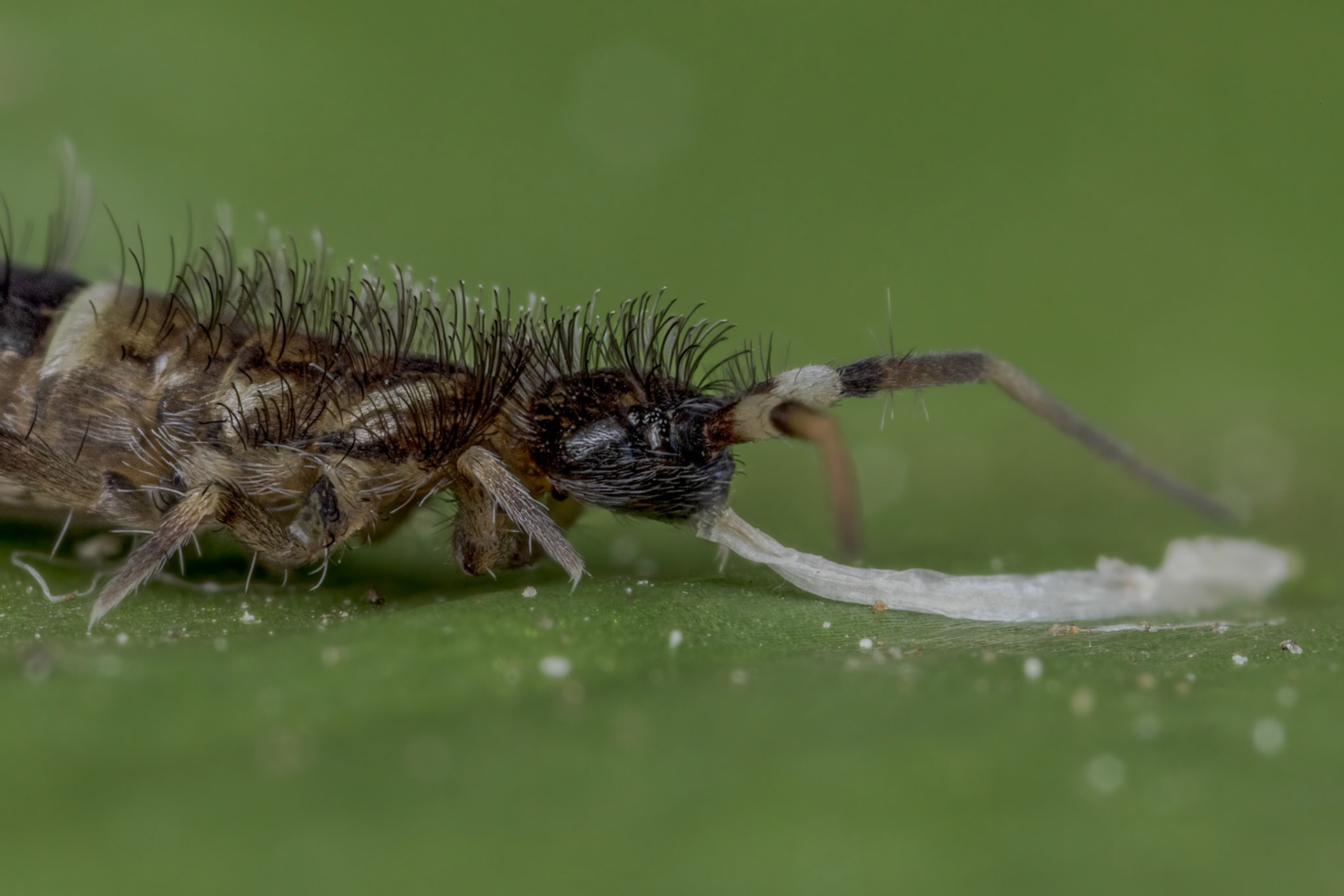 Springtail (Orchesella cincta)