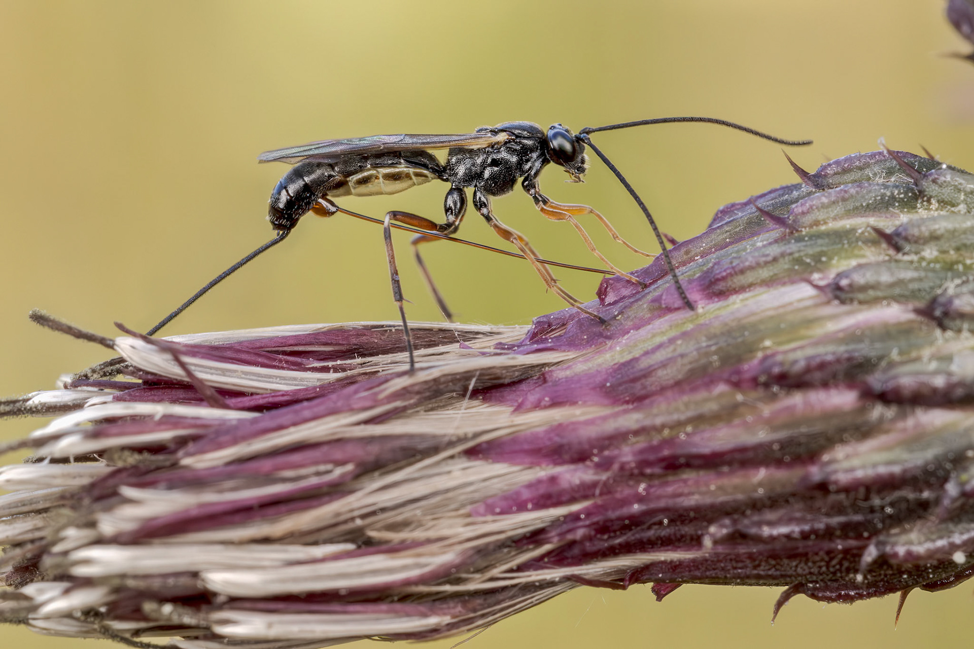 Ichneumonid Wasp