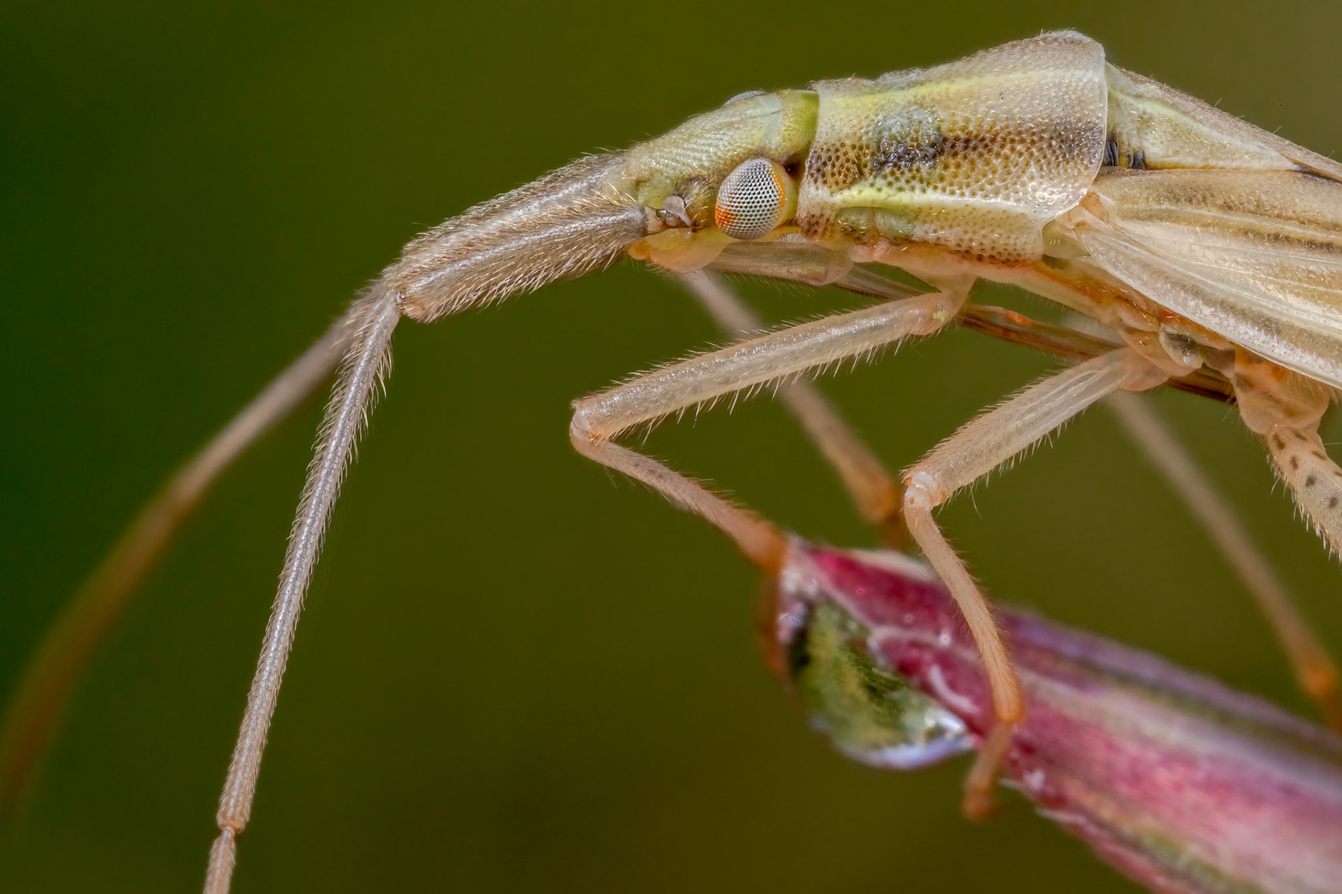 Plant Bug (Notostira elongata)
