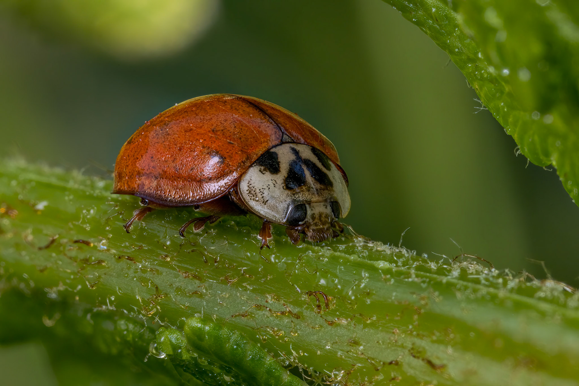 Larch Ladybird (Aphidecta obliterata)