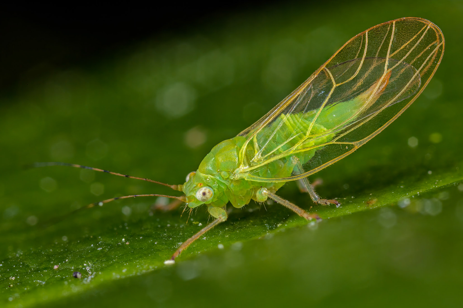 Jumping Plant Lice (Cacopsylla sorbi)