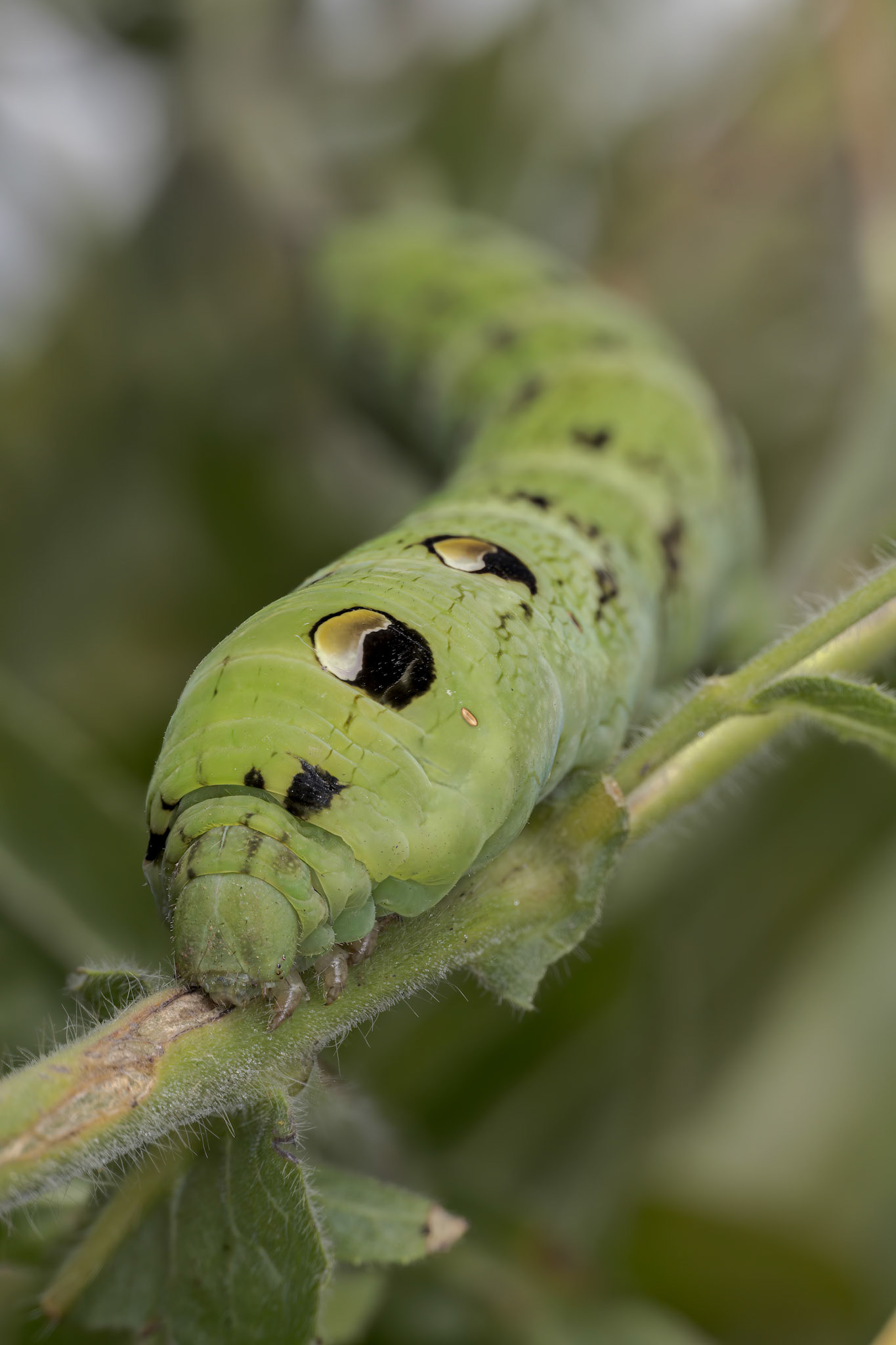 Elephant Hawk-moth Caterpillar (Deilephila elpenor)