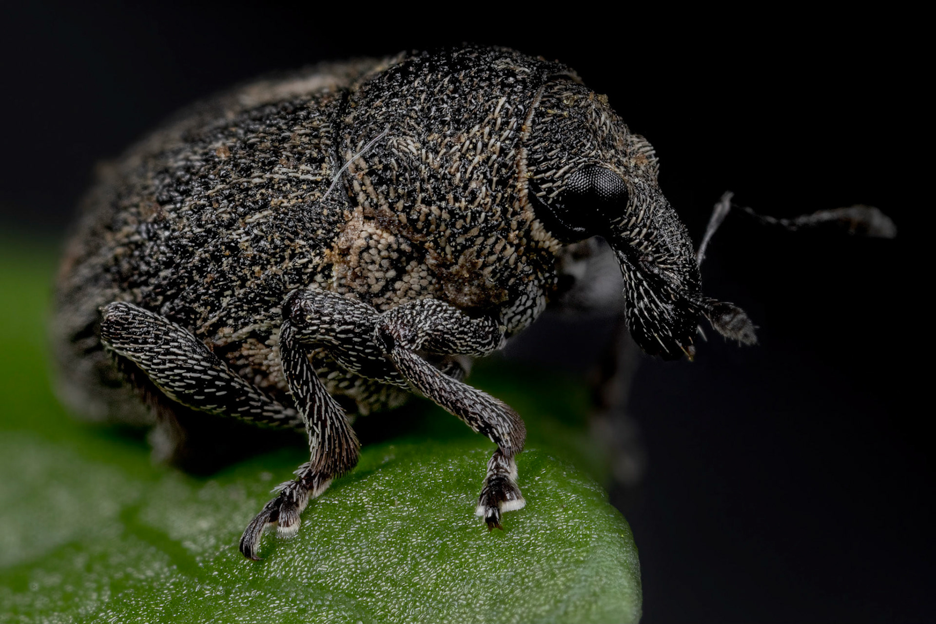 Rhinoncus Pericarpius