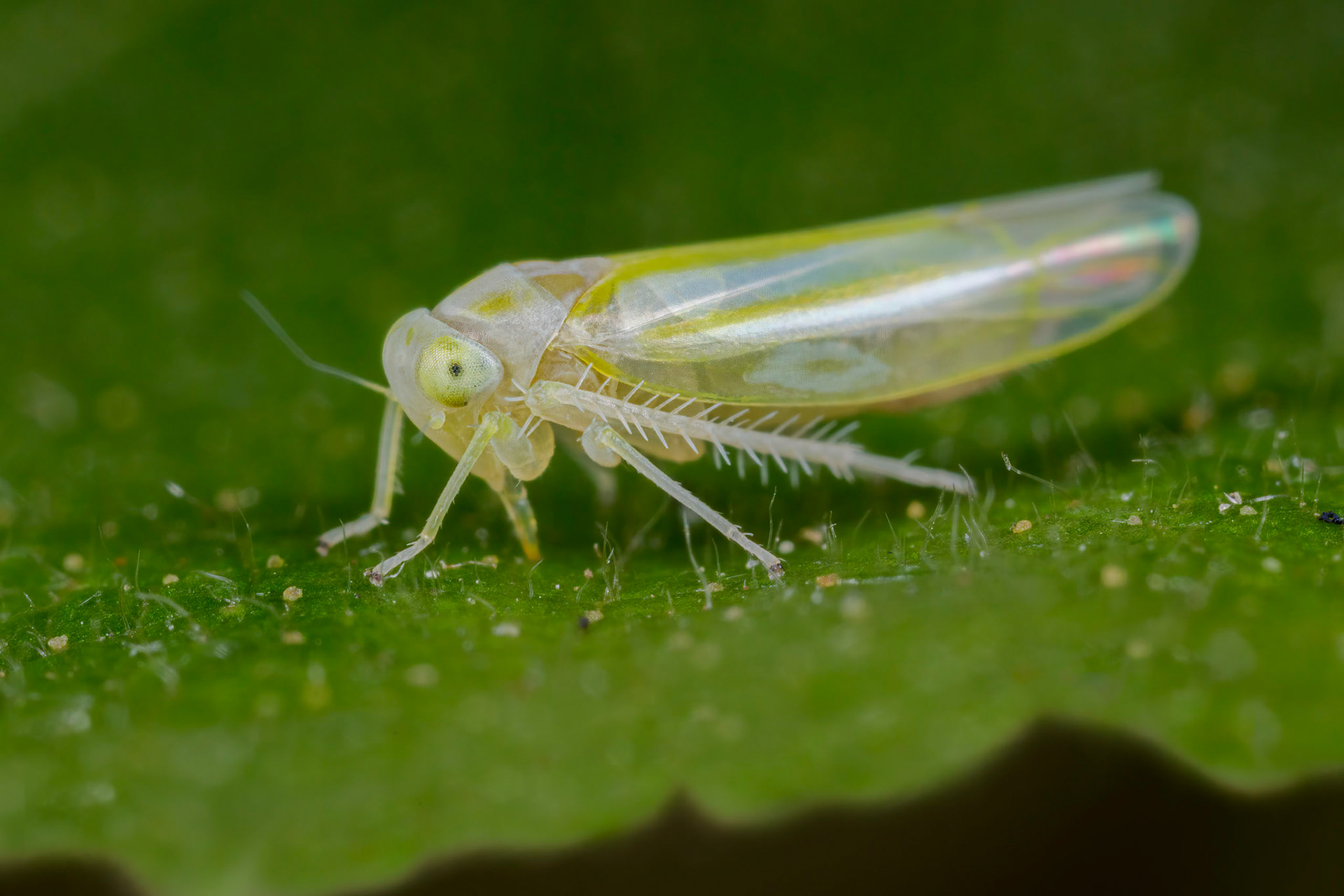 Leafhopper (Alebra wahlbergi)