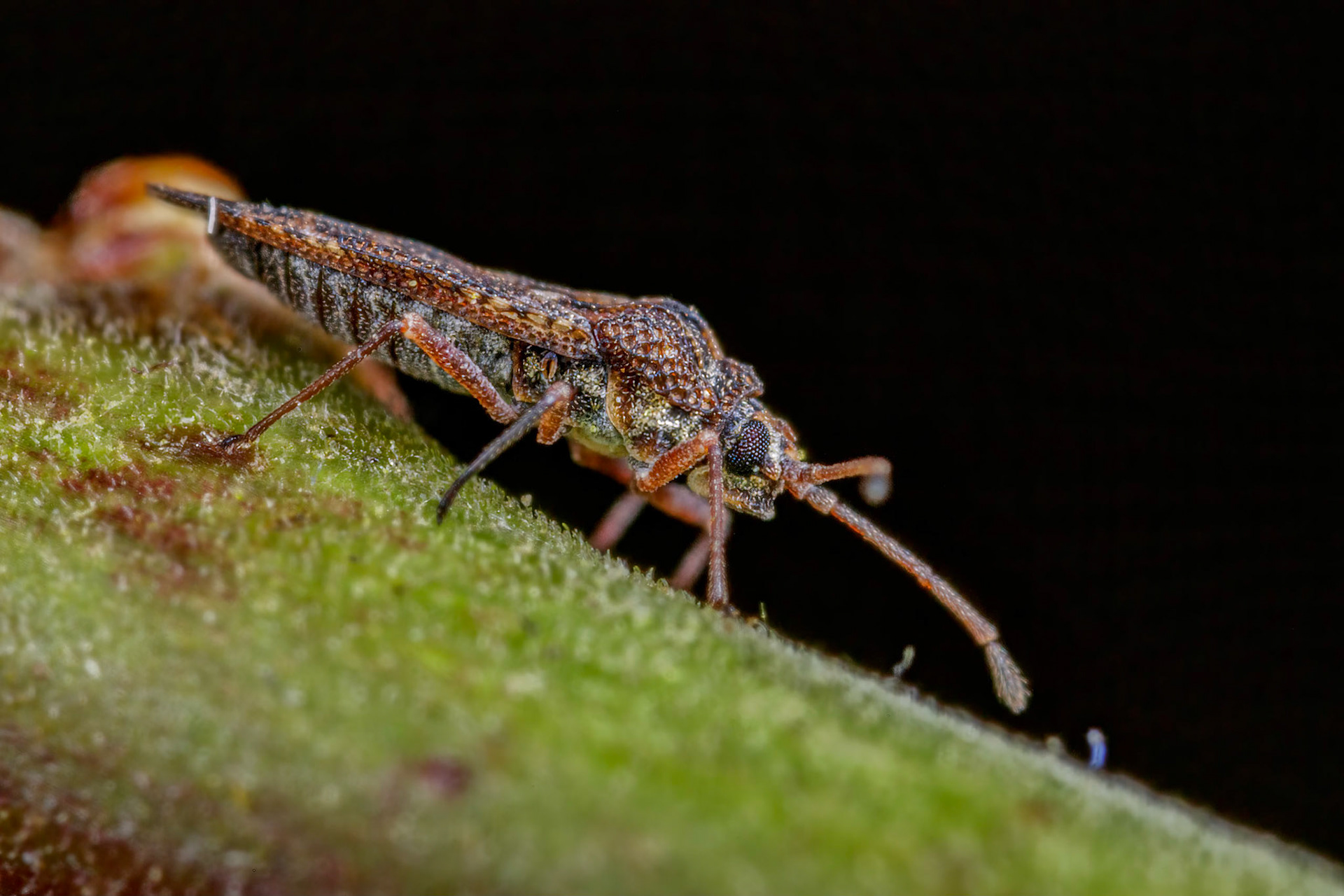 Physatocheila dumetorum