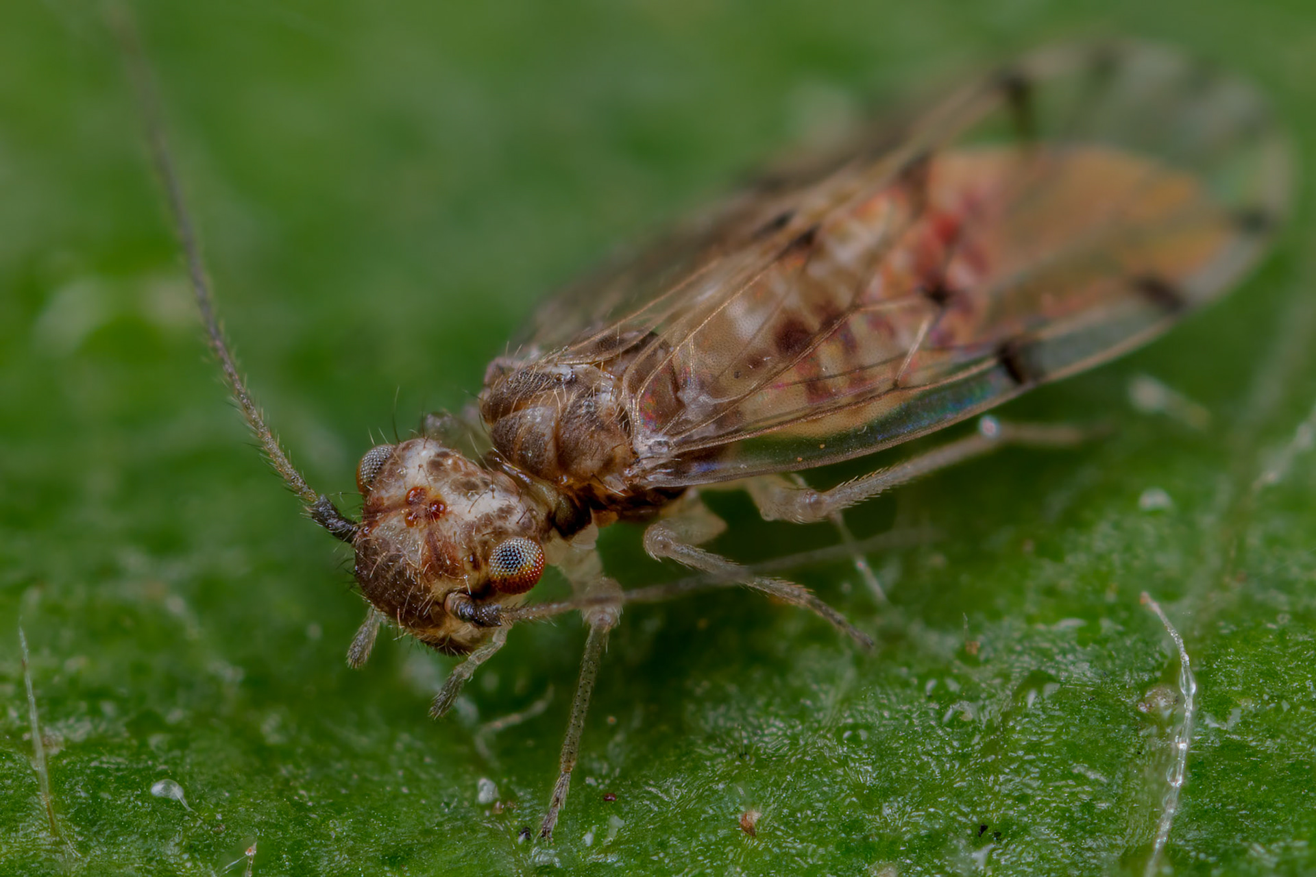 Barkfly
