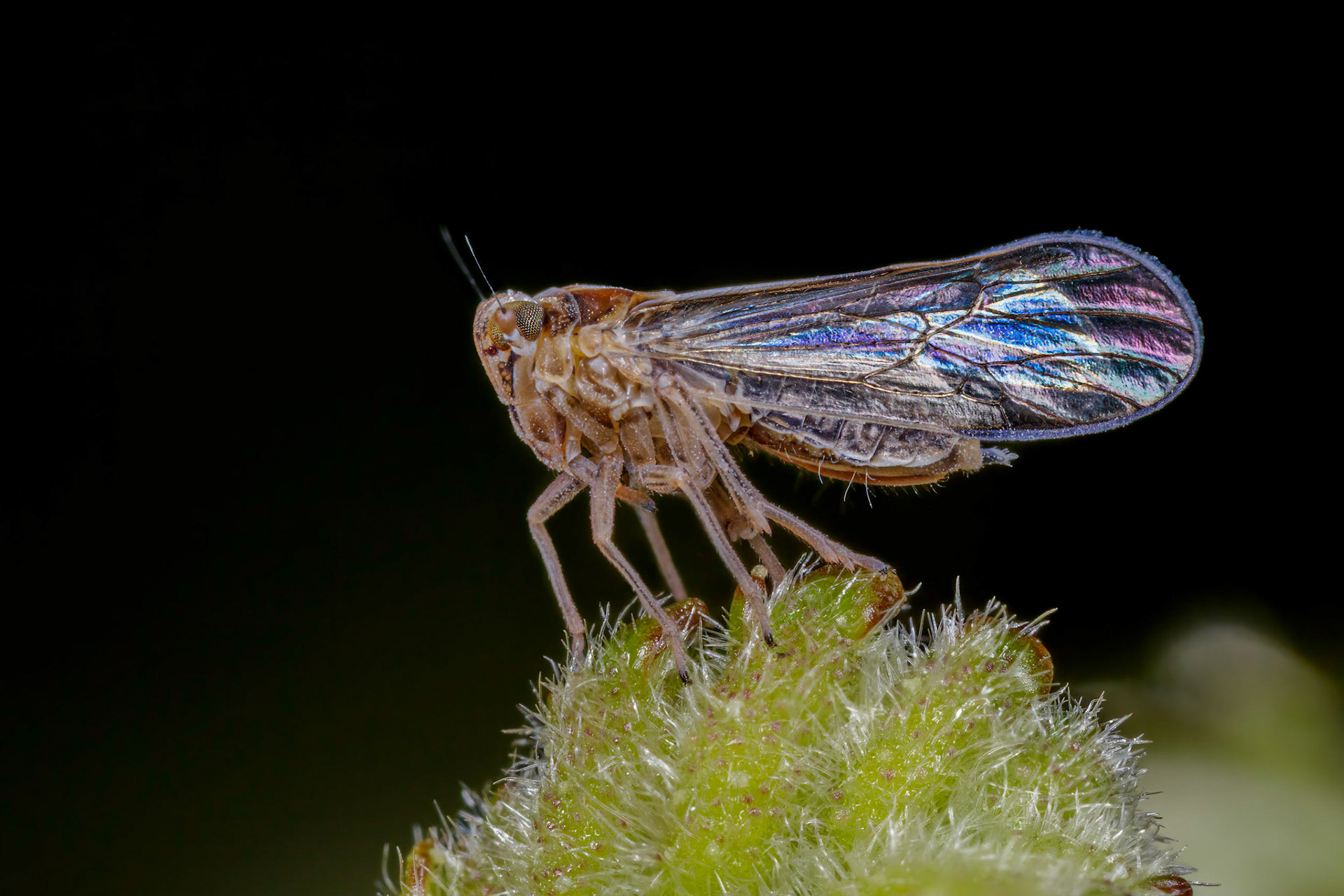 Planthopper (Javesella pellucida) (Possibly)