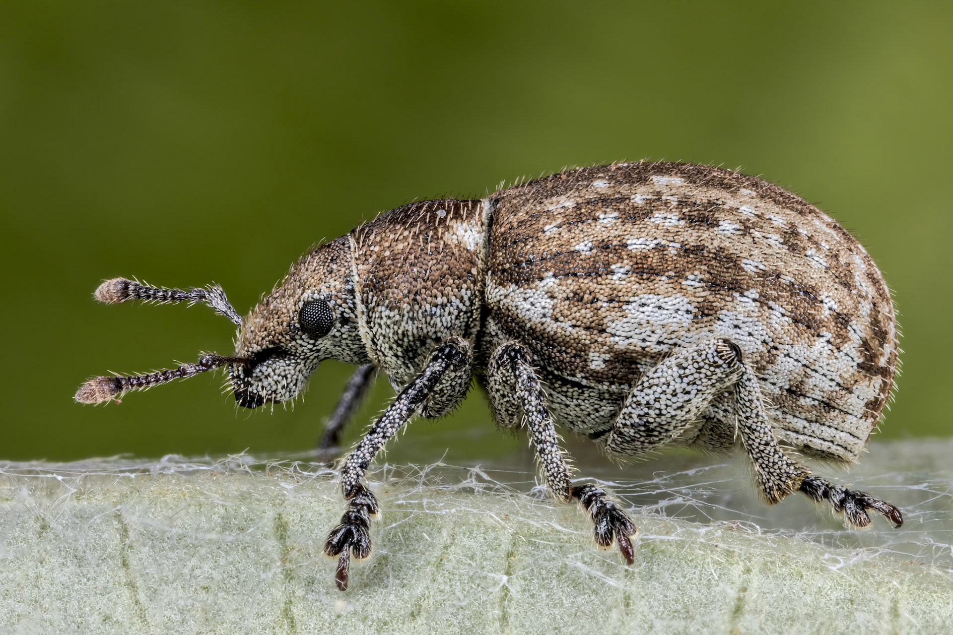Marram Weevil (Philopedon plagiatum)