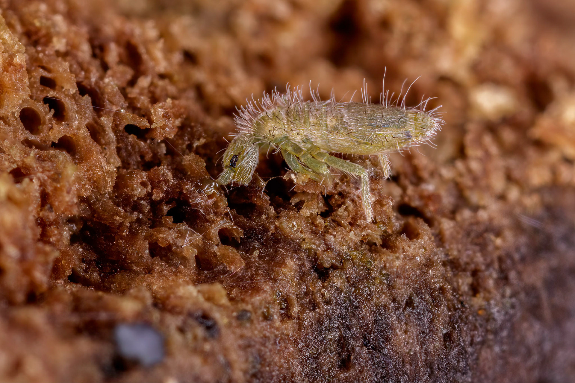 Springtail (Entomobrya)