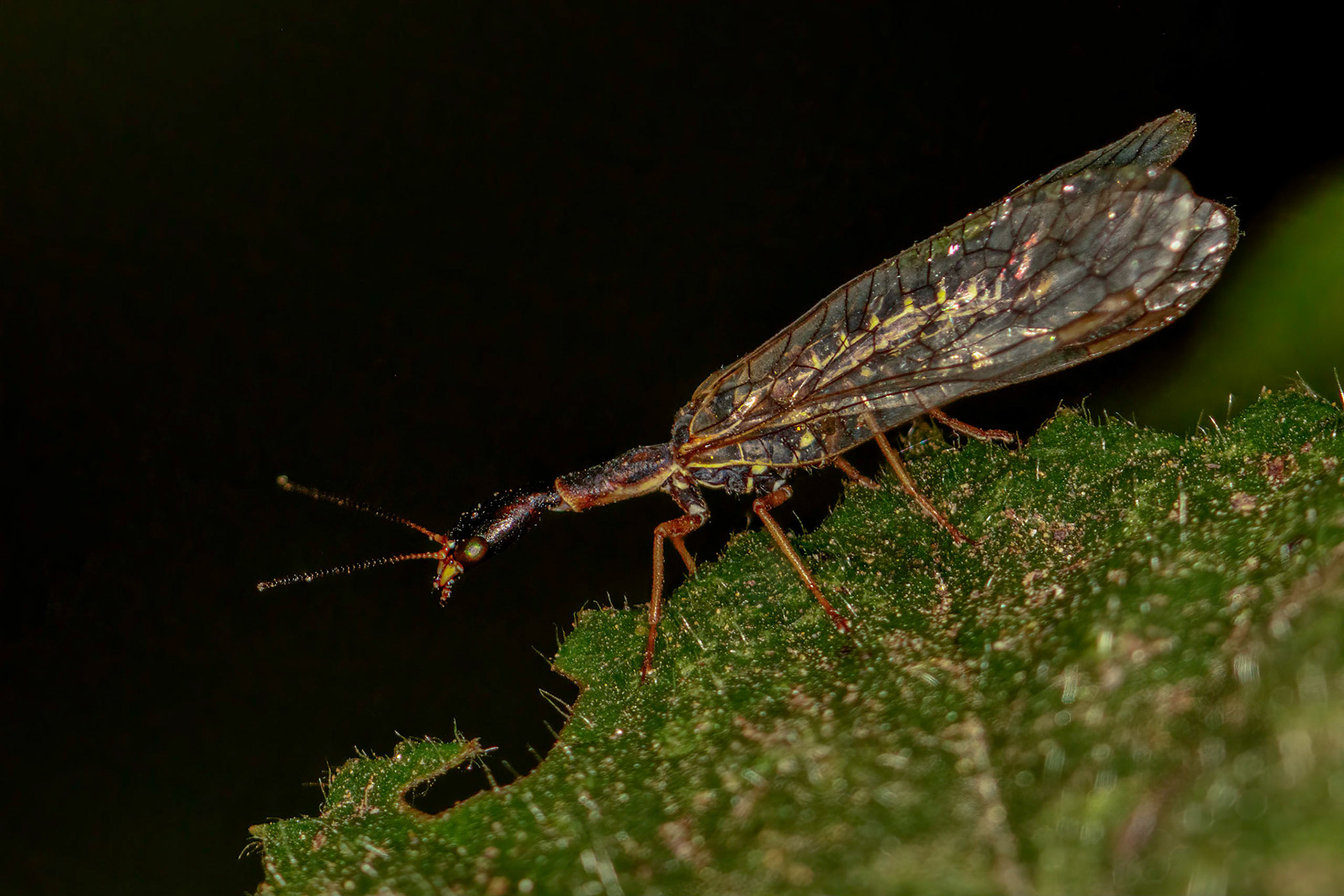 Snakefly (Xanthostigma xanthostigma)