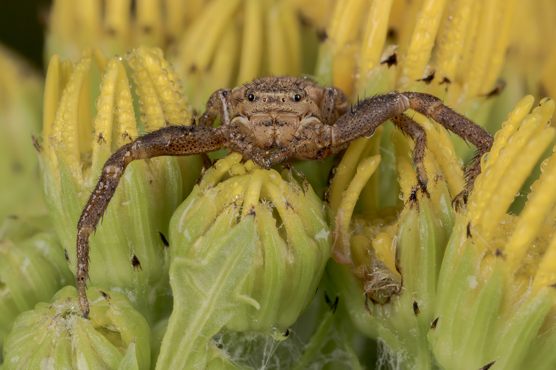 Ground Crab Spiders (Xysticus)
